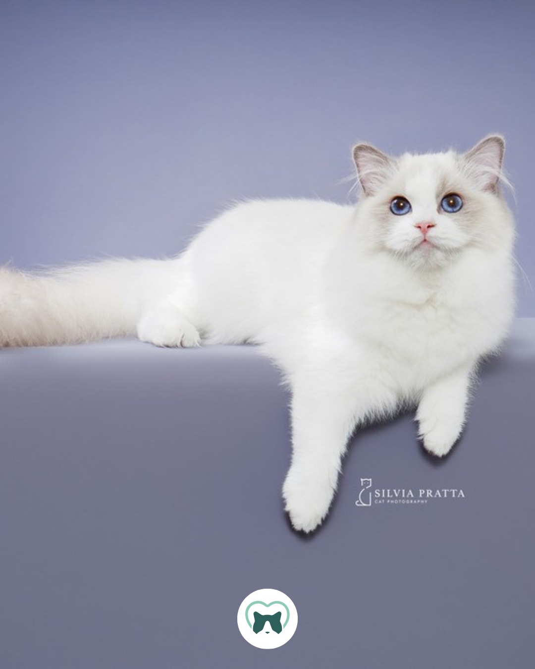💕 Apresentamos nossa mais nova pérola do gatil: Blumenkatzen Zamora.
Zamora é, para nós, a realização de um sonho cuidadosamente construído ao longo de gerações.
Da mamãe Brianne, herdou a marcação harmoniosa: um manto com contraste uniforme até as extremidades e um desenho em “V” invertido simétrico e bem definido, sem manchas fora do padrão. Um perfil forte, bem definido e uma cabeça e orelhas proporcionais.
Do papai Rascal, traz os olhos de azul intenso e o corpo longo e robusto, além de um temperamento extremamente companheiro — daquelas que nos segue pela casa e está sempre por perto. E, claro, o ronronar gostoso.
Seu jeitinho alegre e serelepe vem da avó materna Rory, outra gata muito especial. Zamora dificilmente fica parada: está sempre em busca de carinho e interação.
Já participou de duas exposições, sendo avaliada por cinco juízes diferentes, que foram unânimes ao destacar sua excelente conformidade com o padrão da raça Ragdoll. Receber esse retorno nos deixa muito felizes e confiantes no trabalho que estamos desenvolvendo.
Zamora representa mais de duas décadas de dedicação ao melhoramento responsável da raça, além da valiosa contribuição genética do Rascal.
Aproveitamos para agradecer à querida amiga @andersoncharmayne pela confiança ao nos permitir trabalhar com um gato tão especial, que vem agregando tanto ao nosso gatil. 🐾
E claro, também a todos que ao longo dos anos fazem parte de nossa história.
😻 Confesso: Com a Zamora foi amor à primeira vista. Desde filhote, seu olhar azul profundo, sua doçura e seu perfil encantador nos conquistaram completamente.
Seguimos acompanhando seu desenvolvimento com carinho e expectativa, esperando que, no momento certo, ela possa nos presentear com filhotes tão especiais quanto sua linhagem.
💚 Ter um Blumenkatzen é conviver com o amor em forma de gato.
📸 Fotos: Arquivo pessoal e book @silviapratta
🥣 Alimentação: @formulanaturaloficial