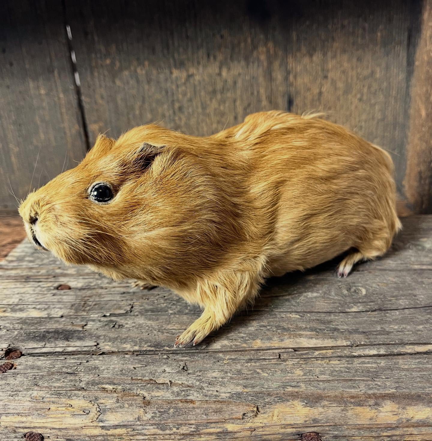 A rather handsome Taxidermy GUINEA PIG.. what a classy chap! Message me if youโd like a price! #taxidermy #guineapig #taxidermypets #naturalhistory