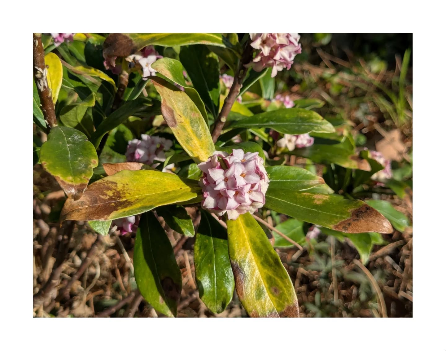【つづねの庭】
庭に春がやってきました💐
これから色んな花が出てくるので楽しみ。
ジンチョウゲのあま〜い香りが好き。
#1日1組#古民家#宿泊#花#庭