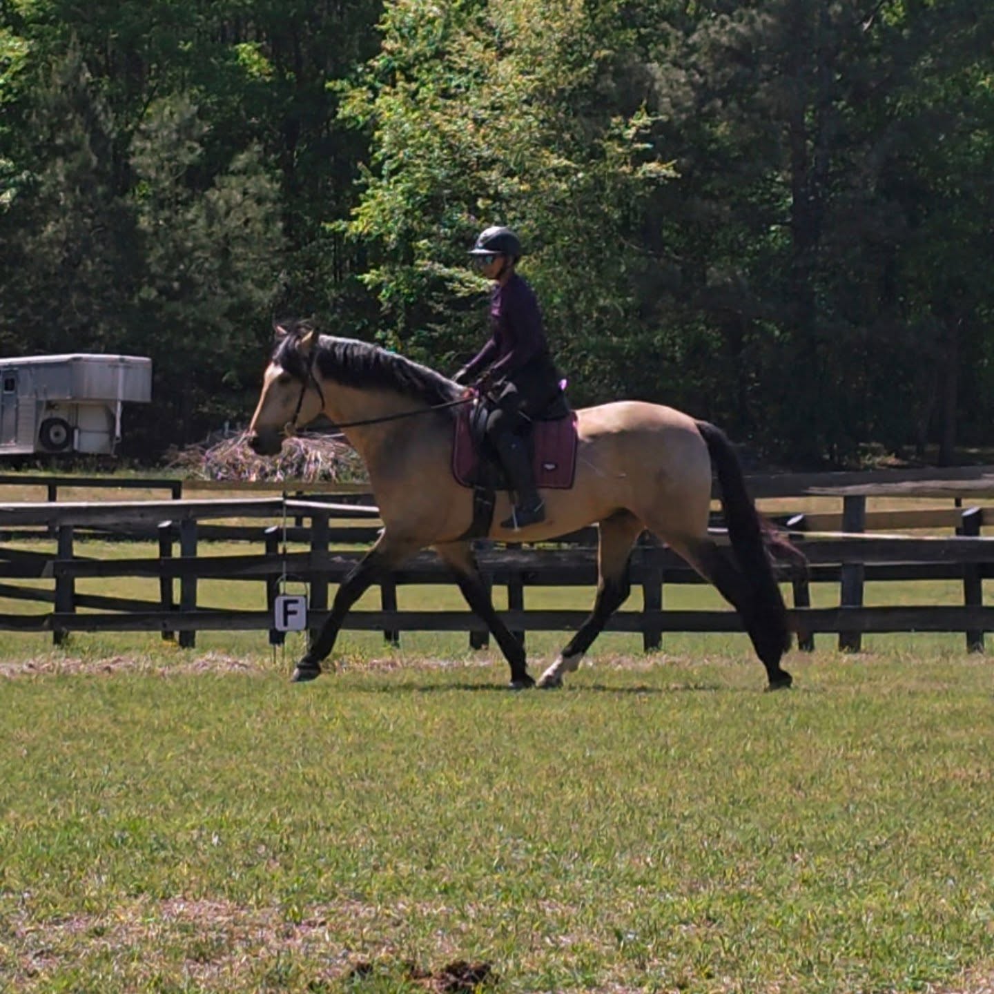 Right where he should be
Manny turned 5 on april 4th, i didn't make a post sbout it then or any sort of grand gesture bc to be honest my heart really wasn't feeling inspired to do so and sometimes posting about horses just seem silly to me with what is going on in the world.
I do however want to use the milestone of him turning 5 to speak on the development of young dressage horses (and performance horses in general). Its easy to get sucked into the beauty of horses in sales ads and think that the horse is solid in its training with round necks, fancy limbs and wrapped legs. But a 3/4/5 year old should not (absolutely not) be in a collected frame. Their necks shouldn't be compressed and their noses shouldn't be behind the vertical in every single image... a moment in time is one thing but pictures and videos can also speak for themselves.
The foundation and very bedrock of developing a dressage horses is rhythm and relaxation. Contact with the bit is the third thing that is addressed in the training scale with rhythm and suppleness preceeding it. This is done without contact, without manipulating the neck. Why? It allows a young horse time to use its body and the natural unjulation of its neck freely without human interference. This is so beyond important in developing an upper level horse correctly. And quite frankly, i dont see nesrly enough ppl truly spending the time needed in these critical early stages of training.
There is a reason they are at the bottom of the training pyramid. Without the proper development in these stages, collection and working in high school will falter. You will see horses with tense necks, dropped backs and a pelvis that struggles to articulate properly. The classic "leg mover" vs "back mover" conversation and horses who need injections at earlier stages in life because their bodies cannot handle the repercussions of performance at the upper levels in a chronically compensating body.
It takes years (literally a minimum of 5 years) to properly develop collection at the upper levels, and years still to develop collection period. Dont take shortcuts just bc you think it looks pretty