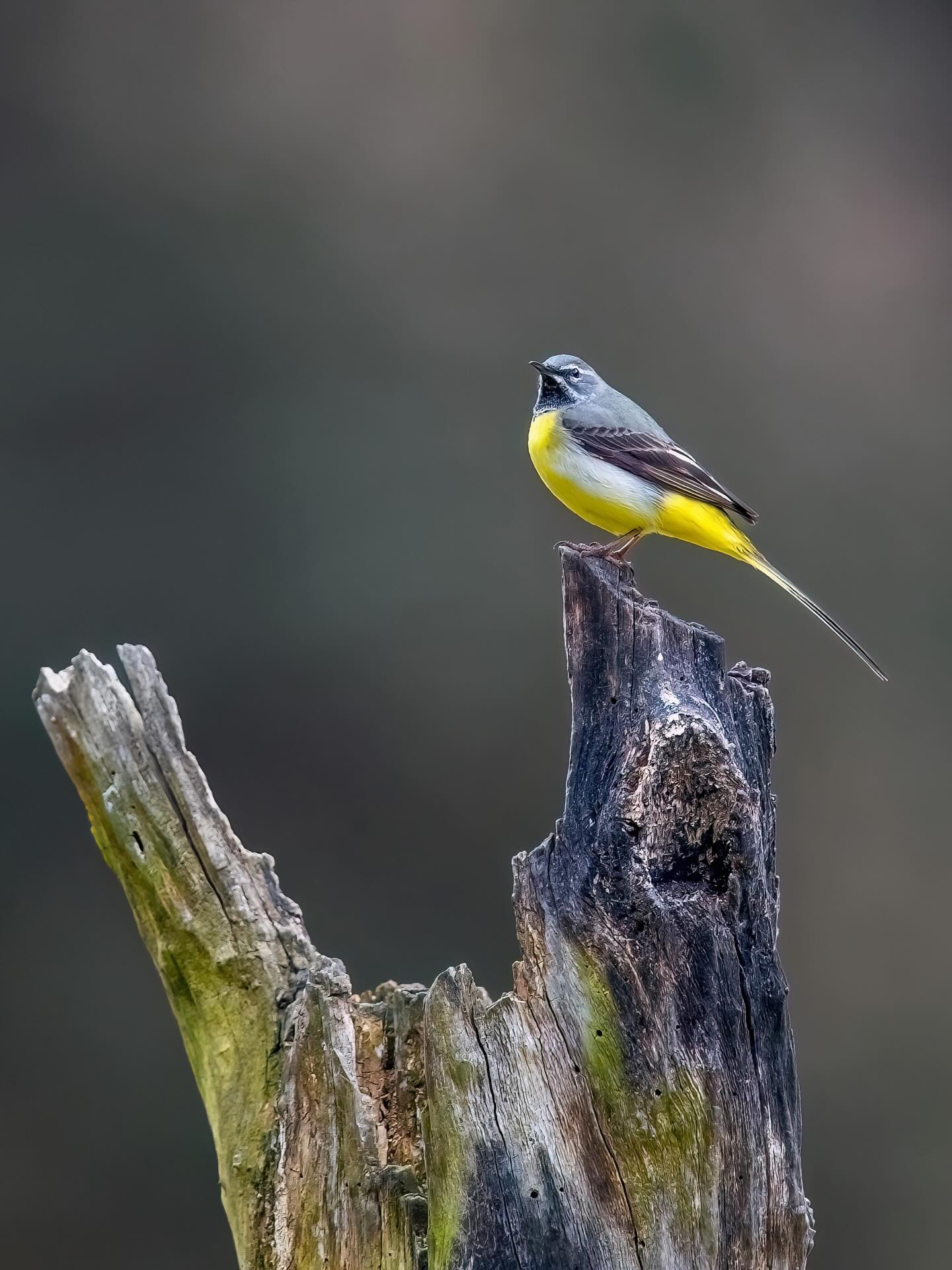 Die Gebirgsstelze ist ein kleiner, lebhafter Vogel, der aussieht, als hätte er ständig einen unsichtbaren Beat im Körper – sein Schwanz wippt nämlich fast ununterbrochen.
Wenn du mal an einem Bach spazieren gehst und einen gelb-grauen Vogel siehst, der rhythmisch mit dem Schwanz nickt, dann hast du ziemlich sicher die Gebirgsstelze erwischt.