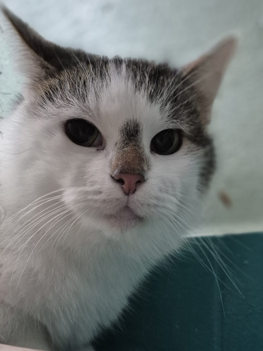 🤎Bozenka – wer sieht die stille Schönheit in ihr?
Bozenka ist etwa 8 Jahre alt und eine dieser Katzen, die im Trubel eines Katzenasyls einfach untergehen. Nicht, weil sie nichts Besonderes ist – sondern weil sie so leise ist. So zurückhaltend. So sanft.
Im vollen Katzenasyl macht ihr die Umgebung Angst. Sie verbringt viel Zeit versteckt, zieht sich zurück und beobachtet aus sicherer Entfernung. Von sich aus kommt sie derzeit noch nicht auf Menschen zu – doch wenn man ihr die Chance gibt und sie vorsichtig streichelt, zeigt sich, was wirklich in ihr steckt:
Eine Katze, die Berührungen genießt. Die einfach nur ein bisschen Nähe und Sicherheit braucht.
Bozenka ist eine ruhige, friedliche Katzendame, die niemals aggressiv ist. Sie faucht nicht, sie drängt sich nicht in den Vordergrund – sie wartet. Wartet darauf, dass jemand sie sieht.
Mit anderen Katzen lebt sie harmonisch zusammen, ordnet sich aber unter. Dominante Katzen würden sie schnell einschüchtern, deshalb wünschen wir uns für sie ein Zuhause mit ruhigen, sanften Artgenossen. Einen Platz, an dem sie ihre Ruhe haben darf.
Sie ist keine Katze, die wild herumtobt. Bozenka bewegt sich ruhig durchs Leben, fast wie eine kleine alte Seele, die Frieden und Beständigkeit sucht.
Am 18.04. könnte sie das Katzenasyl verlassen – und vielleicht beginnt genau dann ihr neues Leben. Ein Leben, in dem sie nicht mehr versteckt sein muss.
✨ Bozenka braucht keinen Trubel.
Sie braucht einen Menschen mit Geduld, mit Herz – jemanden, der ihr zeigt, dass sie endlich ankommen darf.
🐾 Wer schenkt dieser sanften Katzendame (kastriert, geimpft, gechipt) ein ruhiges Zuhause und die Chance, langsam aufzublühen?
#adoptacat #tierschutz #catrescue #katzenhilfe