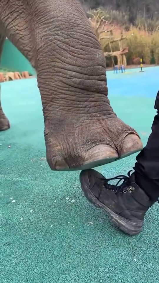 One who doesn't meditate will die a dog's death....
#oshomeditation #spirituality #meditation