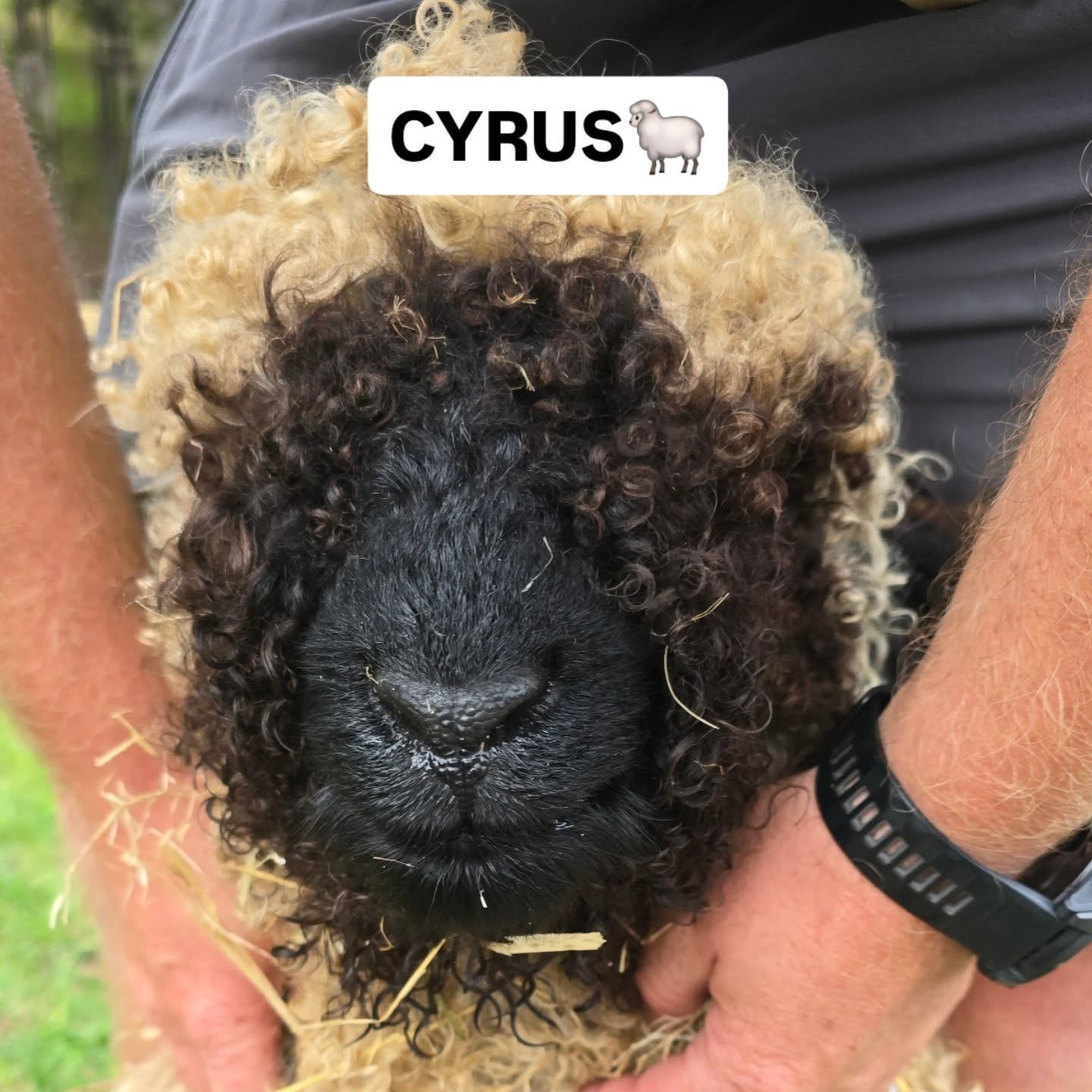 CYRUS🐑 Valais Blacknose lamb all delivered to Wairua. Time to head back before the Cyclone makes land. Stay safe everyone 🙏
#valaisblacknose #baaa #pettransportation
