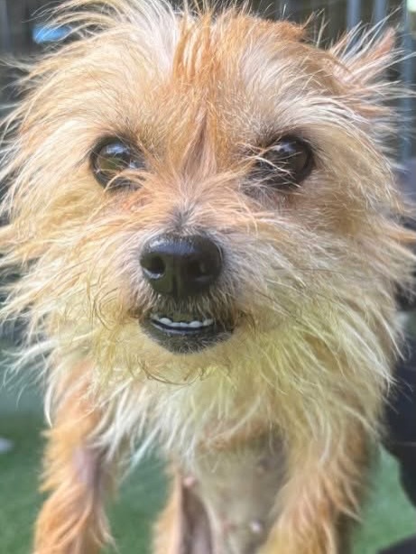 This little needs a foster. Weighs 10 to 11 lbs and is about 2 years old. Sweet, good with other dogs. We are calling her Trina.