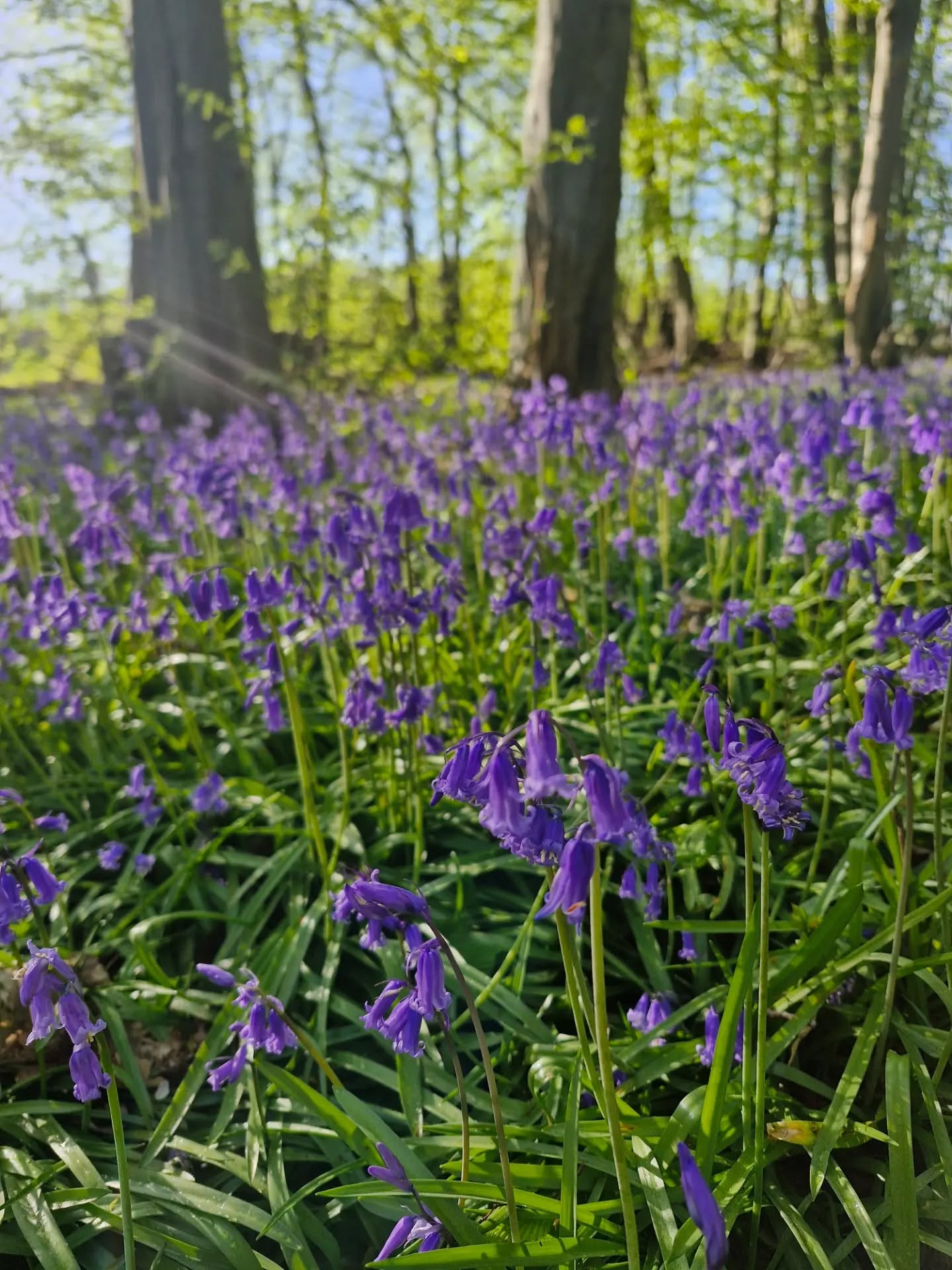 Its that time of the year ❤️
#ehpermanentmakeup #bluebells #walk #beautiful