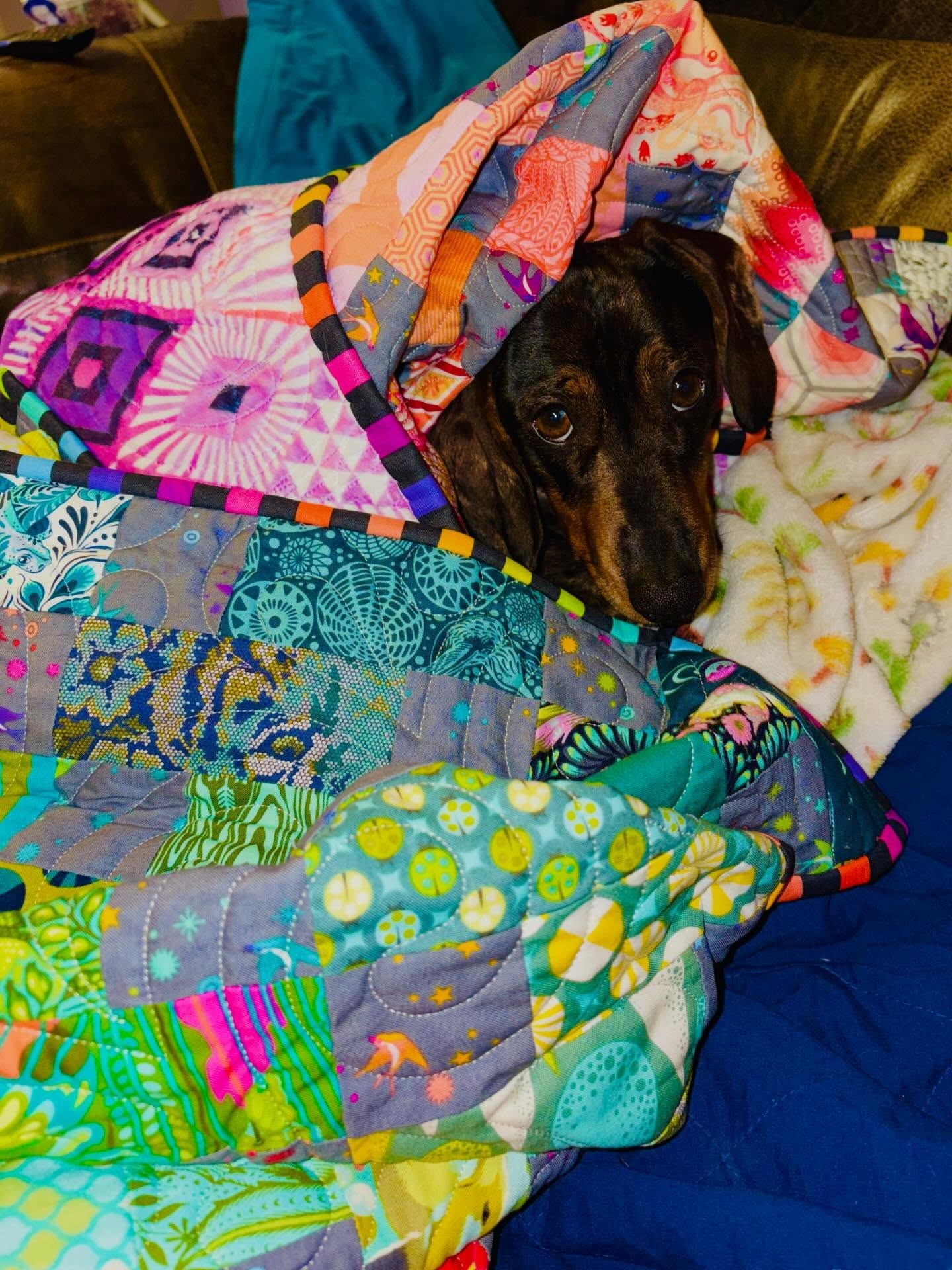 Happy International Pet Day to the most feral, disobedient little quilt stealer there’s ever been!
With me through every seam and every stitch whether I want your help or not, often having to chase you round the garden to get my fabric or thread spools back! 🙄
Perhaps the only other person in the house that loves to snuggle under quilts as much as me!
Mama loves you very much ❤️🌈
#petday #pets #quilts #quilt #quiltersofinstagram