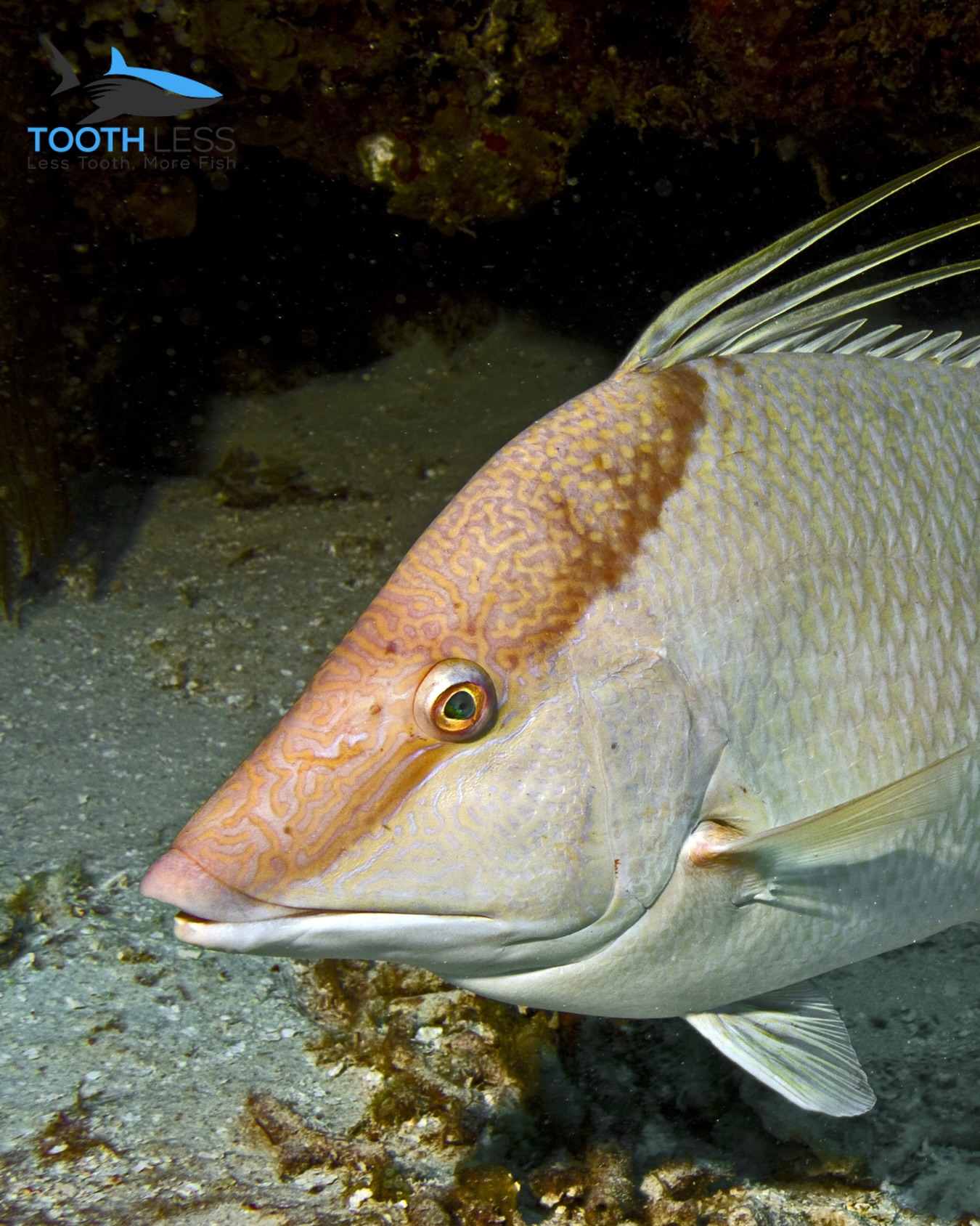 Welcome to our new ✨Fish of the Month✨ series, spotlighting everything from Southeast favorites to incredible species around the world 🌊🐟
Each month, we’ll feature a new fish with insights on where to find it, how to hunt it, and why it’s worth the dive.
👉 Starting with the Hogfish - A prized catch along the Southeast coast and Gulf waters, they are known for their curious nature, often approaching divers rather than fleeing. They’re moderately rare due to fishing pressure and specific habitat preferences (reefs and ledges). Their meat is exceptionally mild, flaky, and slightly sweet—often considered one of the best-tasting fish in the Atlantic.
#hogfish #spearolife #spearfishing #spearfishing_reviews #speargun