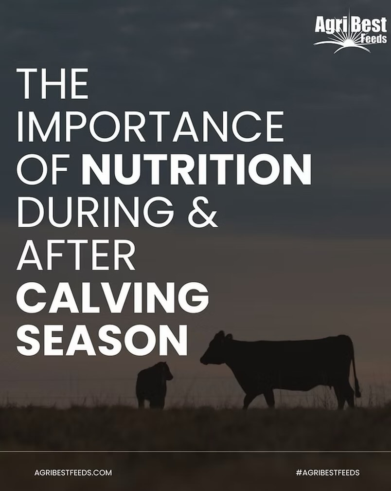 Nutrition during and after calving makes all the difference—stronger calves, faster recovery, better performance. 💪
Read more: https://www.agribestfeeds.com/post/the-importance-of-nutrition-during-and-after-calving-season
Start fueling your herd the right way today. 🌱