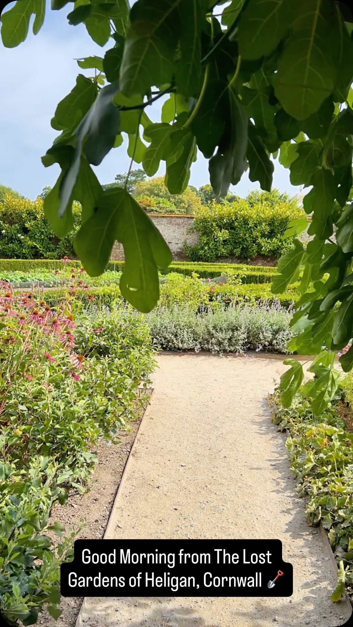 Good Morning from The Lost Gardens of Heligan, Cornwall 🪴 @heligangardens
#cornwall #heligangardens #cornwallvibes #asmr #lostgardensofheligan
