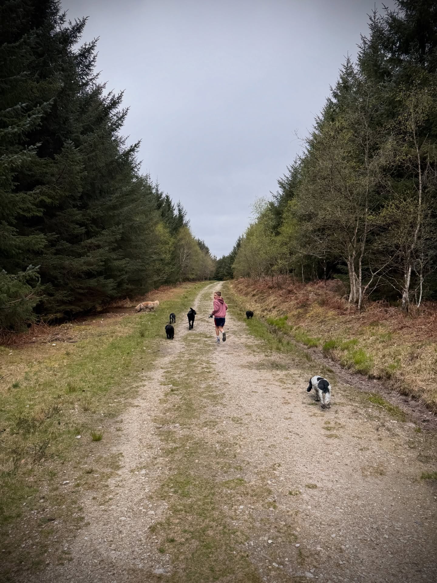 Brought my little helper with me today. The dogs loved having a human running around with them and Murph wouldn’t leave his side! ❤️