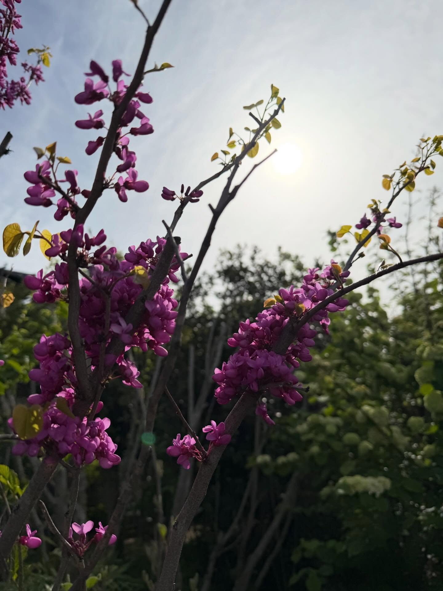ハナズオウが満開になりました(^^)
中国原産のマメ科ハナズオウ亜科ハナズオウ属
小さな花が密集して枝に咲く姿が可愛らしい落葉高木です。
園内の新緑を見ていると、
春と初夏がいっぺんに来てしまったようです。
#日朝寺八千代ふれあいパーク園内の花
#ハナズオウ #ハナズオウの花