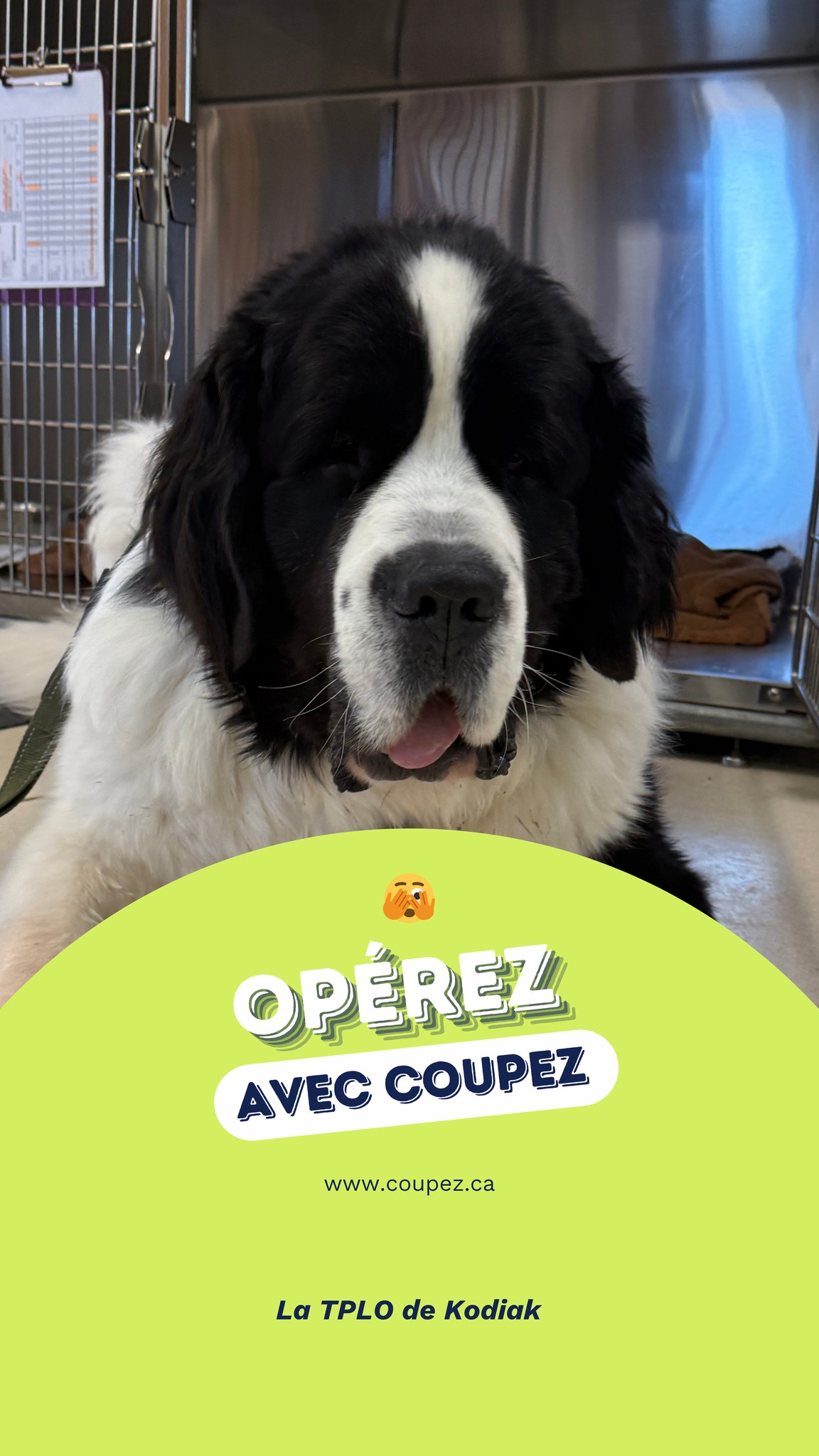 On vous présente la chirurgie de Kodiak, un St-Bernard croisé Terre-Neuve de 68 kg chez qui nous avons récemment réalisé une TPLO à la Clinique vétérinaire de l’Île-des-Sœurs.
Saviez-vous que la TPLO est la chirurgie que nos spécialistes effectuent le plus souvent? Gros chiens, petits chiens, et même pour les chats, c’est LA meilleure option pour traiter tous les animaux ayant un diagnostic de RLCC!
Si vous habitez dans une région qui n'est pas couverte par notre territoire (pour le moment 😉), comme Kodiak qui vient du Lac-St-Jean, ou que votre vétérinaire ne peut pas nous accueillir dans son établissement, demandez d'être référé à Coupez!
Nous avons une solution adaptée à chaque situation, celle de Kodiak ne faisant pas exception! 🏥