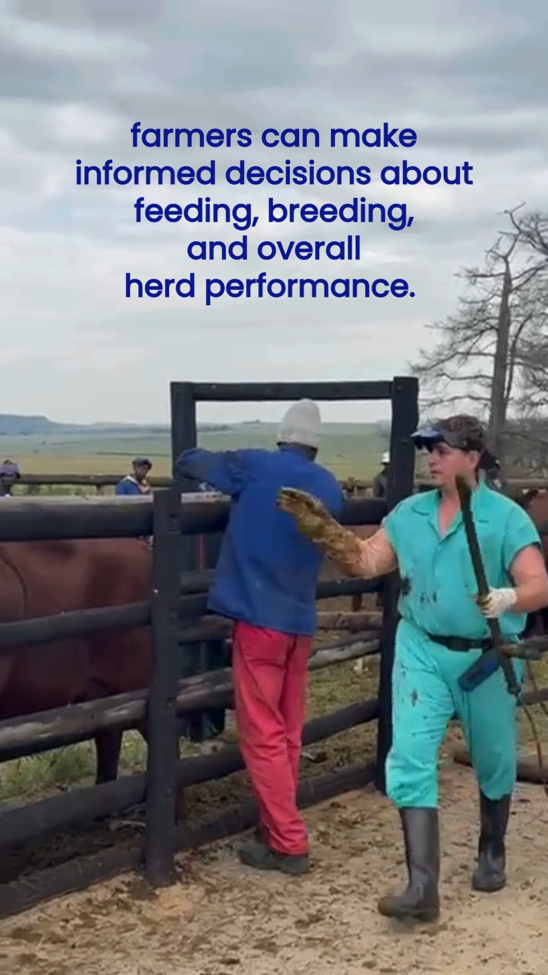 Pregnancy testing is a key part of managing a productive cattle herd.
We recently worked alongside Clocolan Veterinary Clinic as they carried out pregnancy testing on 1,800 cattle.
We look forward to the results and the valuable insight they will bring for the season ahead.
#BloukruinBoerdery #CattleFarming #HerdManagement