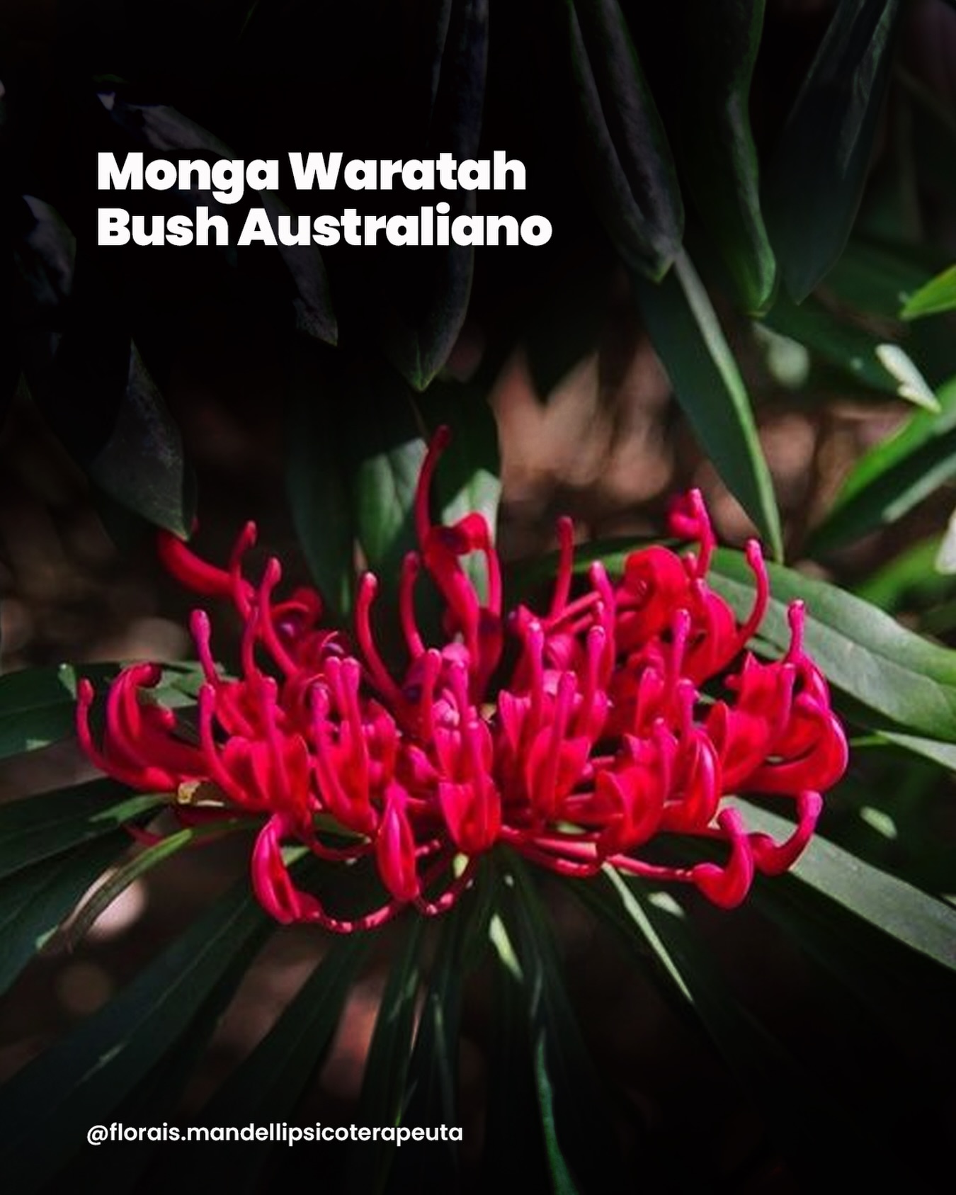 Nem todo colapso vem do excesso de pressão. Alguns vêm da falta de sustentação interna para se manter de pé sozinho.
Monga Waratah é uma essência para estados em que há perda de poder pessoal — não apenas diante de uma crise, mas na forma como a pessoa se posiciona na própria vida.
Aqui, o sofrimento muitas vezes se organiza em torno de:
• carência emocional profunda
• co-dependência em relações
• dificuldade de agir sem apoio constante
• sensação de não ser forte o suficiente sozinho
• tendência a se apoiar em vícios, comportamentos ou pessoas
Não é só sobre não conseguir sair. É sobre não se sentir capaz de sustentar a própria saída.
Segundo Ian White, essa essência atua quando a pessoa precisa reencontrar sua força interior para conseguir romper padrões de dependência — sejam eles emocionais, relacionais ou até ligados a substâncias.
Ele trabalha o momento em que a pessoa pensa: “eu sei que preciso sair… mas não sei se consigo.”
Na doutrina das assinaturas, apresenta uma estrutura que lembra uma mão tentando agarrar. Esse gesto fala de alguém que:
• se agarra ao outro
• se prende ao que conhece
• tenta sustentar fora o que ainda não reconhece dentro
Monga Waratah não rompe vínculos por você. Ele te devolve a força necessária para escolher.
Clinicamente, vemos essa essência em pessoas que:
• permanecem em relações que já as sufocam
• sentem que não conseguem viver sem o outro
• sabem que precisam mudar, mas não acessam força para isso
• oscilam entre desejo de autonomia e medo de se sustentar
O estado positivo traz:
• fortalecimento da vontade pessoal
• reconexão com a própria força espiritual
• capacidade de romper padrões de dependência
• autonomia emocional
• sensação interna de “eu consigo”
Não é sobre endurecer. É sobre deixar de se abandonar para se manter vinculado ao outro.
Se esse conteúdo te toca, talvez o ponto não seja simplesmente sair da situação — mas entender o que em você ainda não se sente capaz de sustentar essa saída.
#florais #terapiafloral #autoconhecimento #saúdemental #floraismandelli