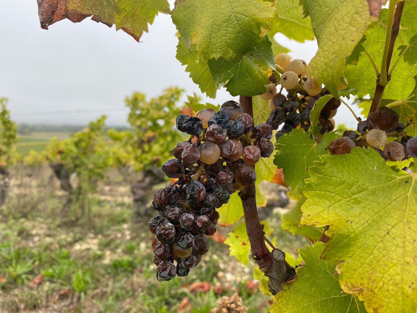 It’s been a hectic Fall season. The harvest in #bordeaux was early in general but the #sauternes region is waiting for the #noblerot . Looking beautiful this morning at #raynevigneau #sweetbordeaux #sweetbordeauxofficiel #botrytiscinerea #france #bordeauxwine