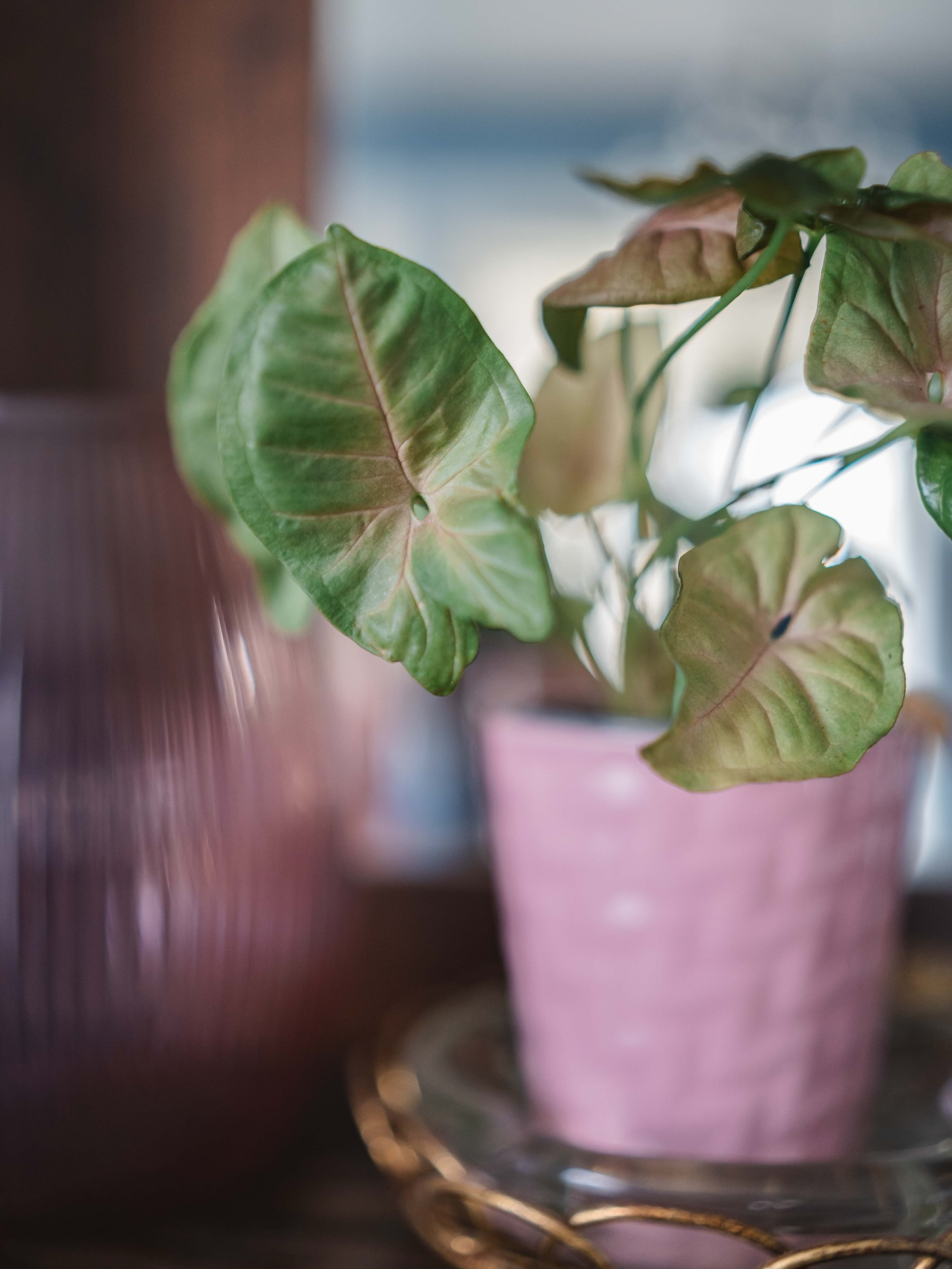 A little sunshine and happiness for your scroll. Happy Tuesday…
#HouseplantInspo #PlantPhotography #IndoorPlants #PlantsMakeMeHappy #ShenandoahValleyVA
