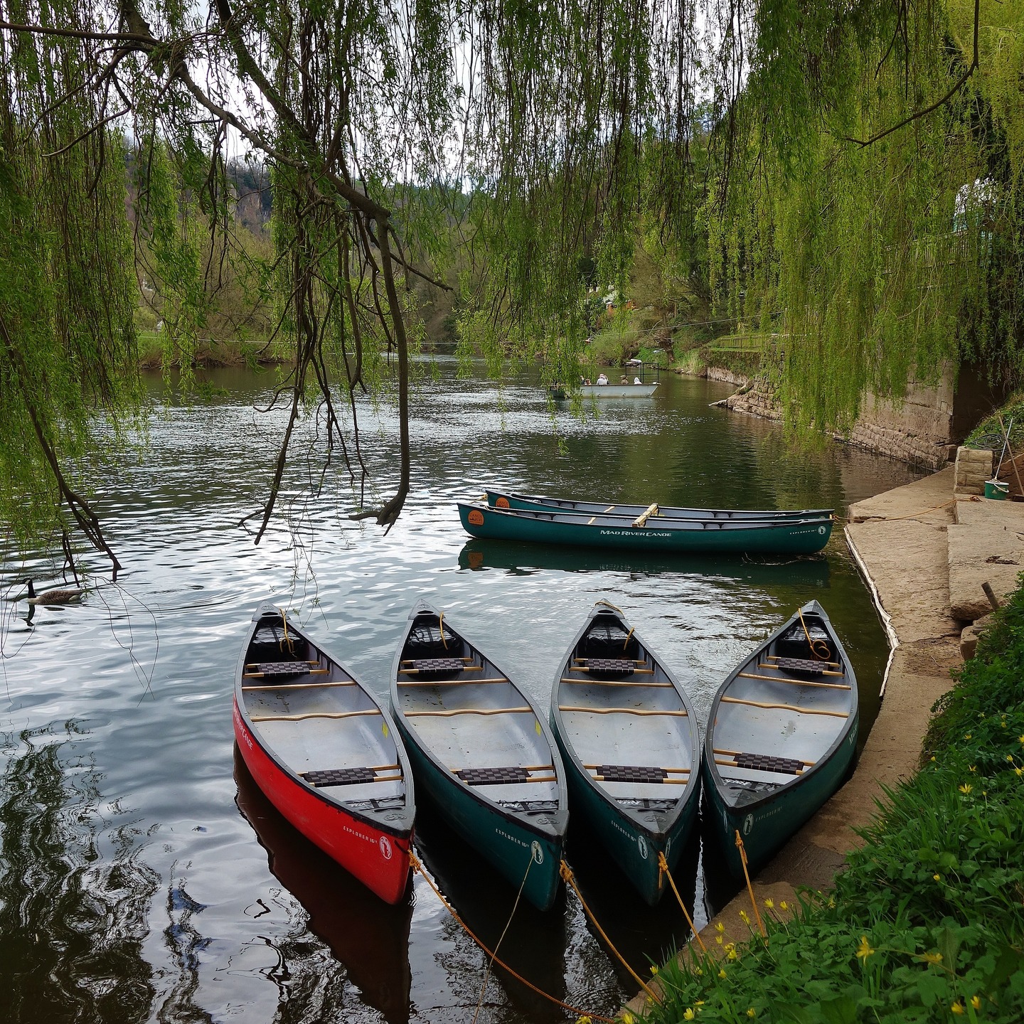Into river life at the moment, this time in the lower Wye at Symonds Yat. Before long, it will be as busy as it always is in season. But no matter where you go in the area, it still has this awesome charm. #wye #wyevalley #symondsyat #canoe #geese #riverwalk