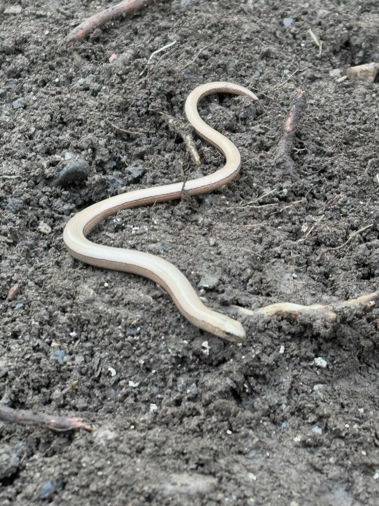 #moortolife #nature #spring