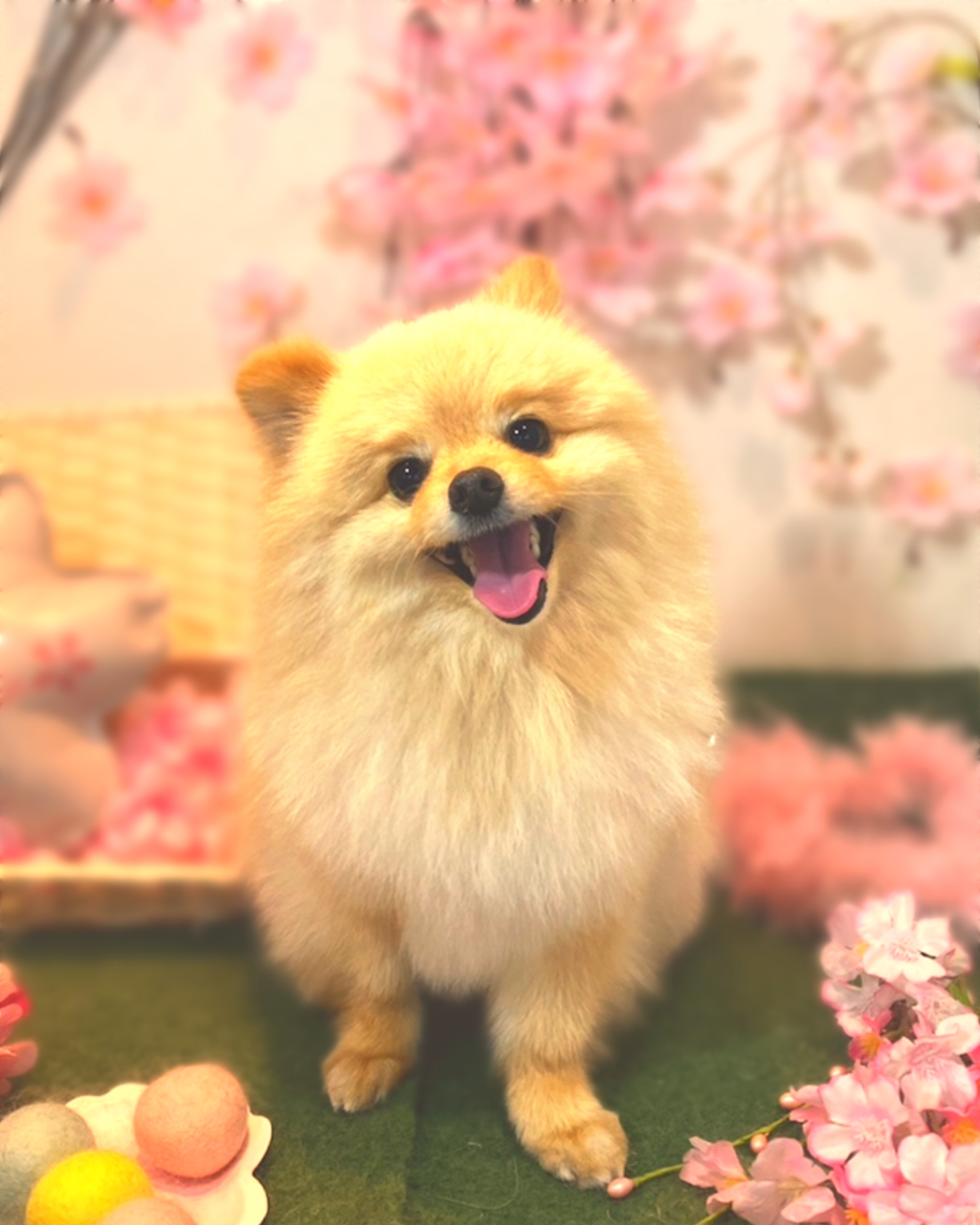 シャンプーコースでご来店いただきました
stylist:umeta
ポメプーのももくん
#トリミング #中津川トリミングサロン #ペットホテル #いぬすたぐらむ #岐阜トリミング #恵那トリミング #中津川市 #恵那市 #瑞浪市 #瑞浪トリミング #グルーミング #トイプードル #チワワ #ミニチュアダックスフンド #ポメラニアン #大型犬 #高齢犬