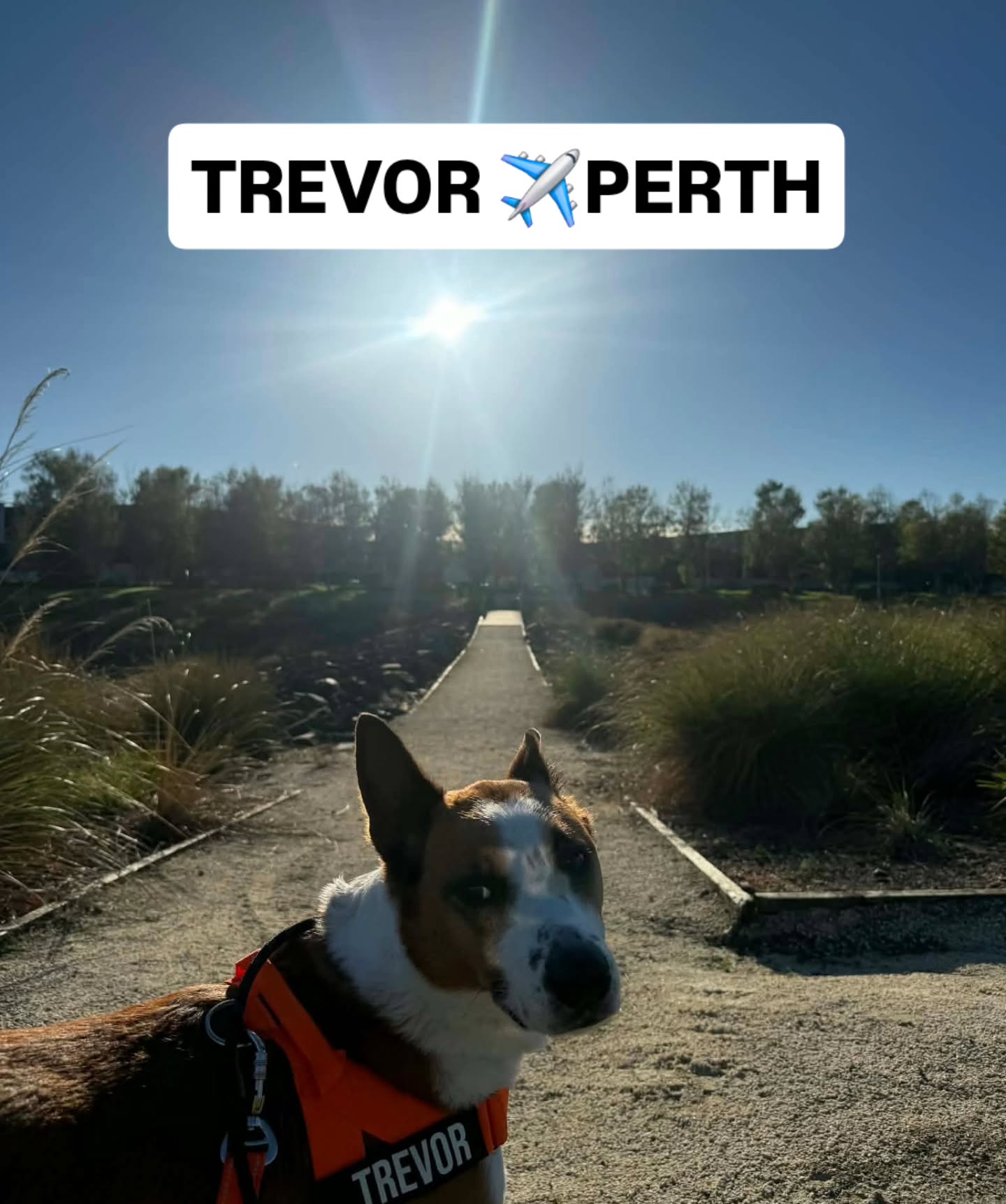 Trevor the Cattle dog is off to Perth ✈️
Mia is off to Brisbane ✈️
Safe travels as you head over to Australia 🫶
#cattledog #Mastiff #Australiapets #pettransport
