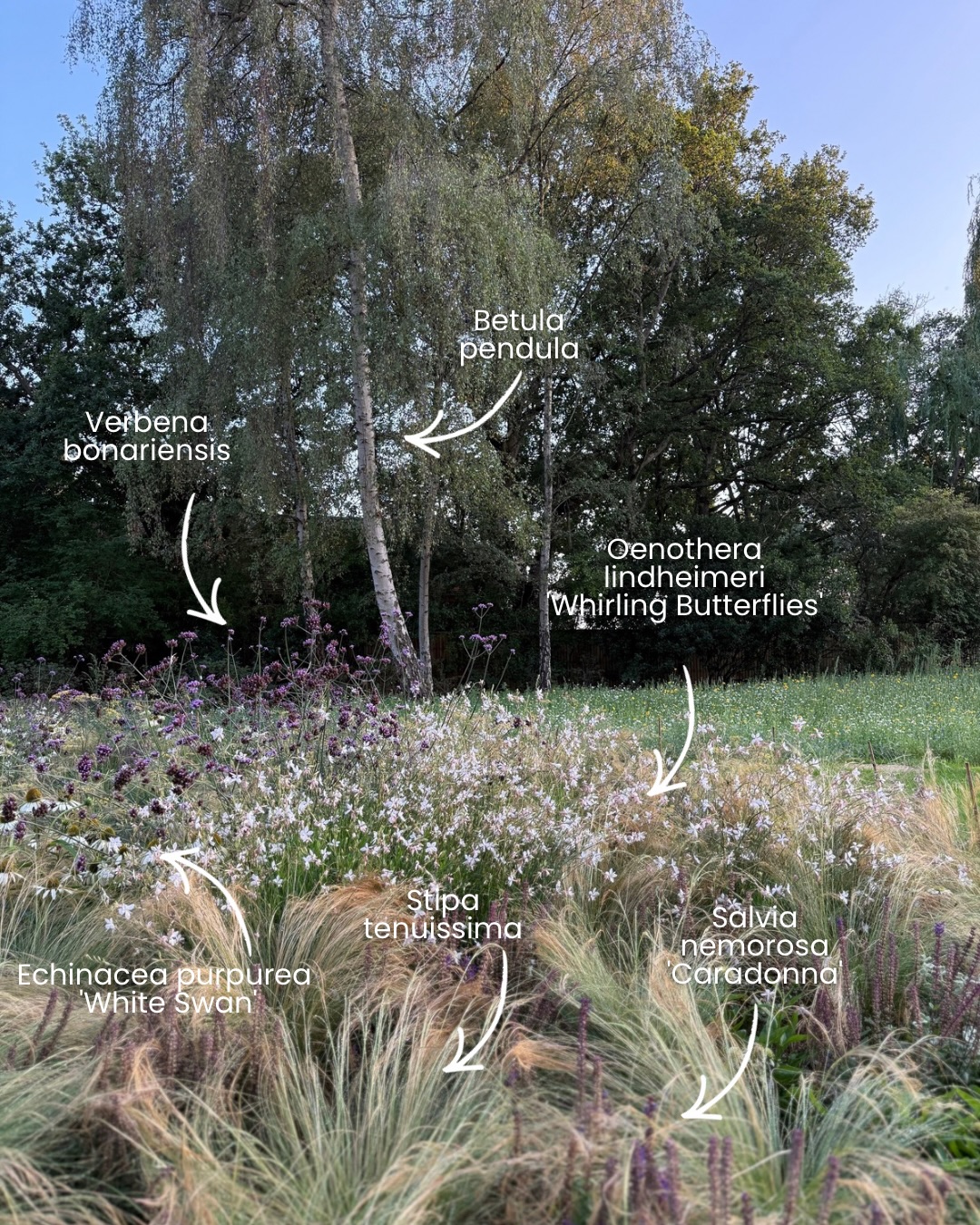 From our coastal wildlife project at Chichester Harbour, a coastal planting mix built for sun, exposure and seasonally wet and dry soils.
Verbena bonariensis and Oenothera lindheimeri ‘Whirling Butterflies’ bring height and movement, with Echinacea purpurea ‘White Swan’ and Salvia nemorosa ‘Caradonna’ adding structure and long seasonal interest. Stipa tenuissima softens the scheme, all set beneath an existing Betula pendula.
Planting in coastal gardens needs to be resilient and adaptable to changing conditions. These species all tolerate full sun, wind and drier summer periods, while still supporting pollinators throughout the season.
The palette is deliberately restrained — whites, soft purples and natural tones that sit comfortably within the wider landscape.
The result is a naturalistic planting scheme that holds together in tough conditions, without feeling forced.
Planted last year and maintained by the fantastic team @bn1_planting & @stall.gardens this garden is starting to fill out nicely and is looking lovely already.
See for yourself, check back to our last reel to see footage taken by the team last week!
⸻
ABOUT: Joe Perkins Design is a multi-award-winning landscape design consultancy, creating innovative outdoor spaces that celebrate the environment, wildlife, and biodiversity. Working across the UK and internationally, we partner with clients who share our passion for sustainable and visionary design. Discover more about our work at: www.joeperkinsdesign.com