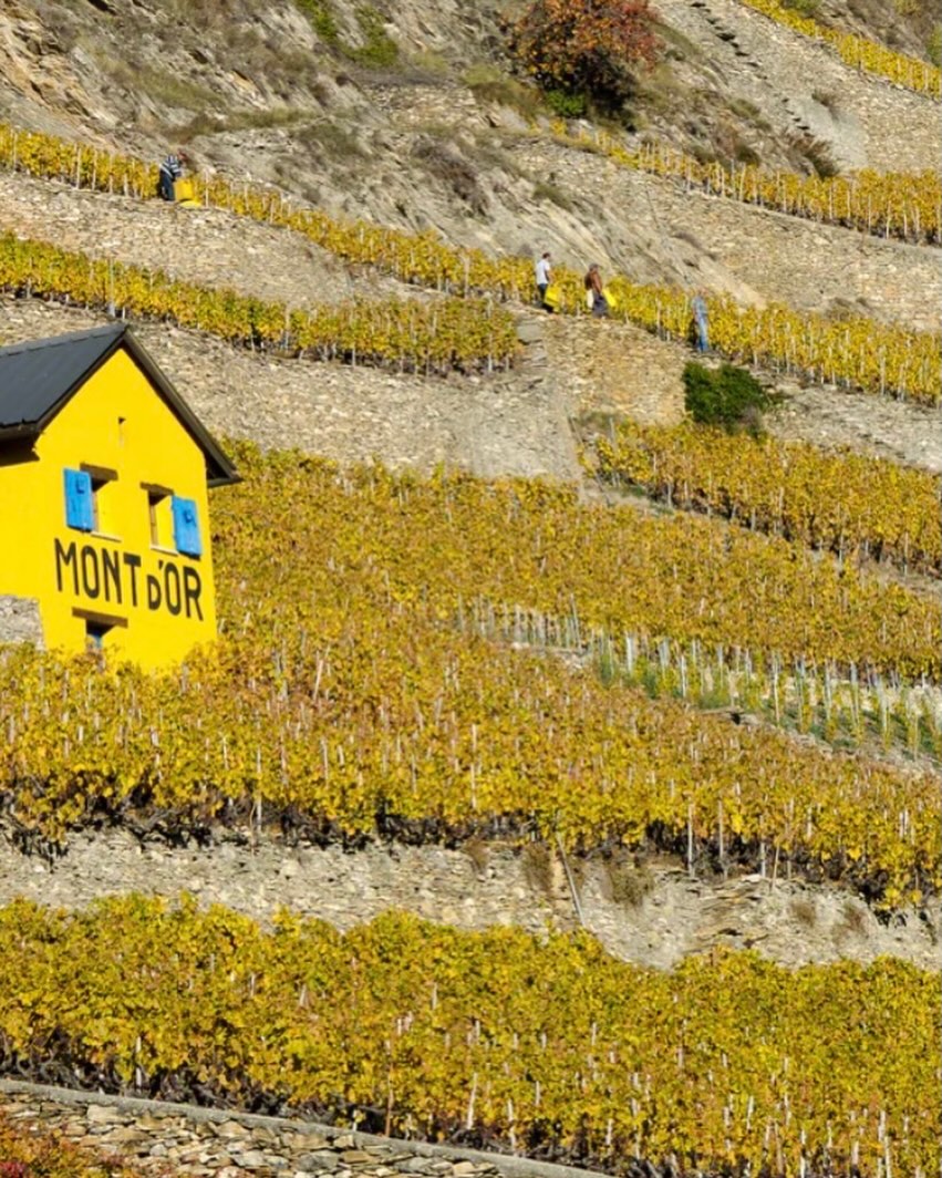 Wine&Dine 24.04.2026, 18.30h
Die Domaine du Mont d'Or, das älteste Walliser Weingut besucht uns.
Direktor und Önologe Marc-André Devantéry stellt sechs seiner Mont d'Or-Weine vor.
Die Weingänge werden von Küchenchef Ruben Jordi und seinem Team kulinarisch kreativ begleitet:
. Käseschnitte 2.0
. Trockenfleischtatar, Original Roggenbrot, Tomatenchutney
. Walliser Eglifilet, Spargel grün & weiss, Nusshollandaise
. Tagliatelle hausgemacht, Munder Safran
. Lamm, Bärlauchkruste, Polenta "Simmala", Wirz
. Cheescake, Aprikosen
Anmeldung via Link in der Bio:
Bis 16.04.2026. Die Platzzahl ist auf 30 beschränkt.