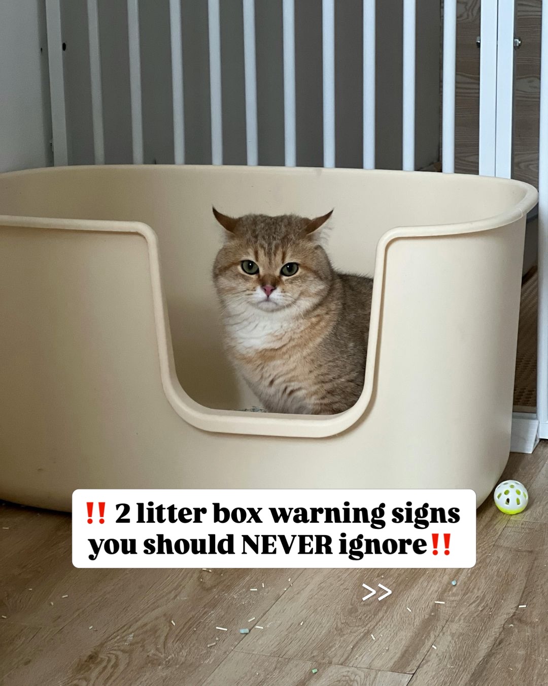 P.S. Don’t forget to clean your cat’s litter box daily - it makes things much more comfortable for them.
@mikesvetdxb
#cathealth #felinehealth #litterbox #vetlife #vetmed