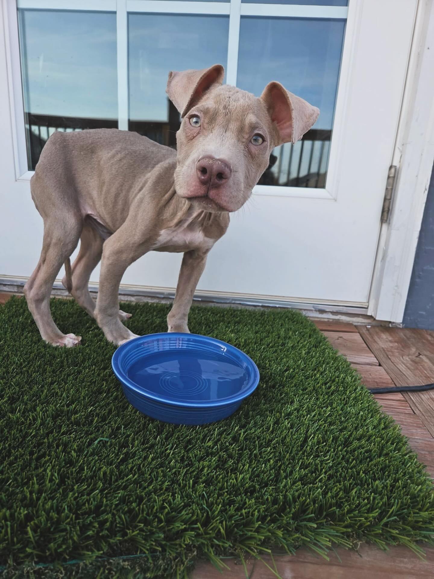 Welcome (temporarily) home, Bones. 🥹
Bones is one of our newest rescues. He came in with his brother, Dice. Found roaming the streets of downtown Kansas City, he is an estimated 6 months and weighs only 10 lbs.
We made a promise to help Bones and his brother get healthy again and to experience all the love life has to offer. He has a long road ahead of him, but we are so excited to see what kind of dog he grows into.
#rescuedogsofkansascity #adoptdontshop❤️ #kansascitymissouri #rescuepups #adoptapit