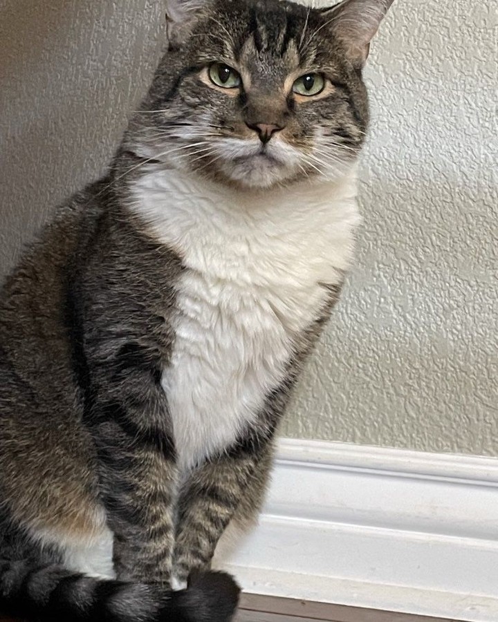 His face when they say 'no treats' before dinner ๐ฉต
#WoofHoofMew #petsitting #petsitter #PetPhotography #conifercolorado #morrisoncolorado #evergreencolorado