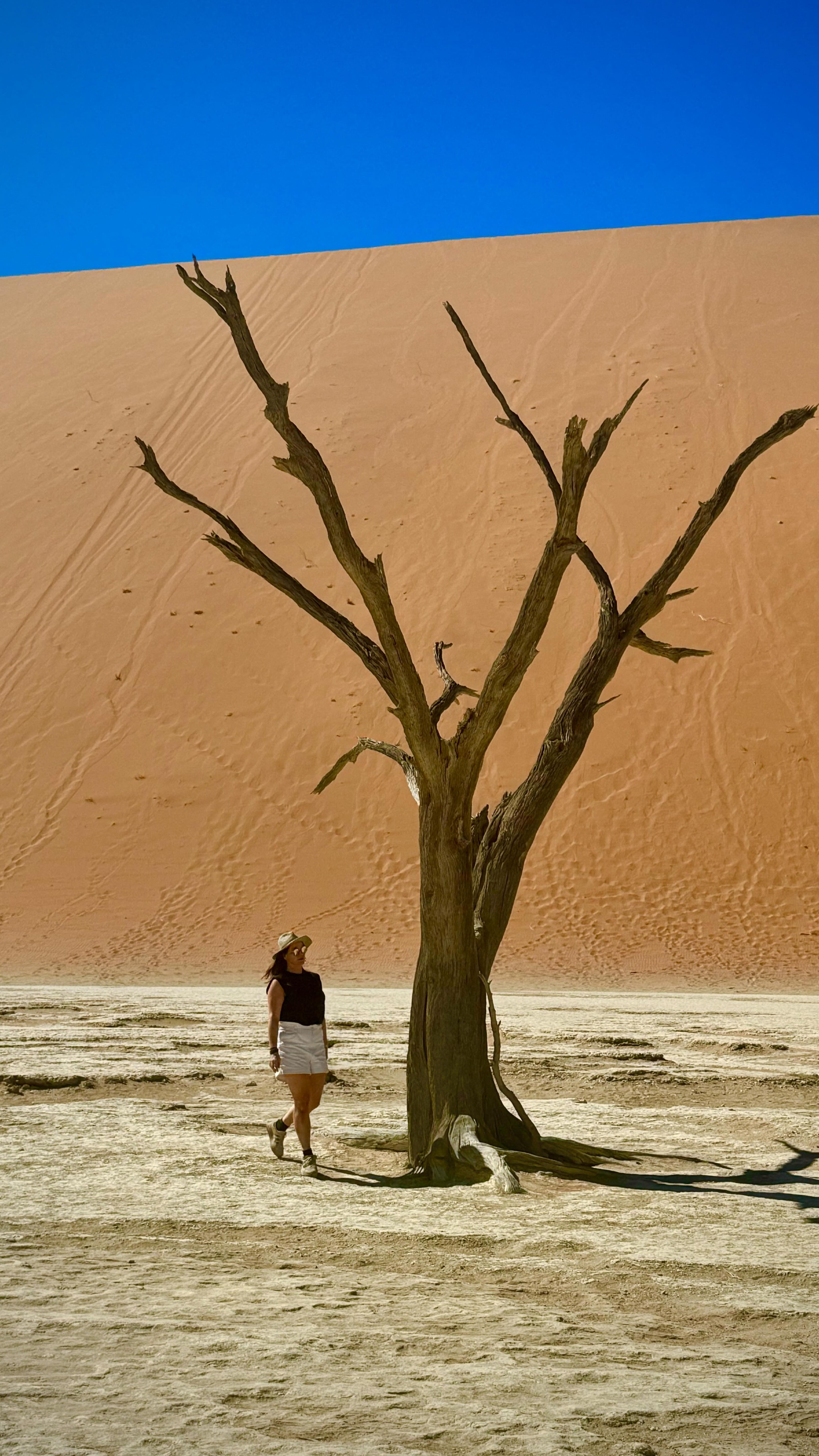 La Namibie est une destination ultra confidentielle, aux paysages d’une beauté rare.
Voici les expériences que vous vivrez avec Book de Voyage :
• Vous séjournerez dans des lodges de charme ou de luxe, au cœur de la nature
• Vous survolerez les dunes du désert en montgolfière
• Vous vivrez des aventures extraordinaires sur des côtes parmi les plus sauvages au monde
• Vous partirez à la rencontre des éléphants du désert et vivrez des safaris d’exception
Je conçois et j’organise votre voyage en Namibie entièrement sur mesure,
Contactez-moi pour une expérience rare et exclusive.
#travelplanner #namibie #namibia🇳🇦 #voyagedereve #voyagesurmesure