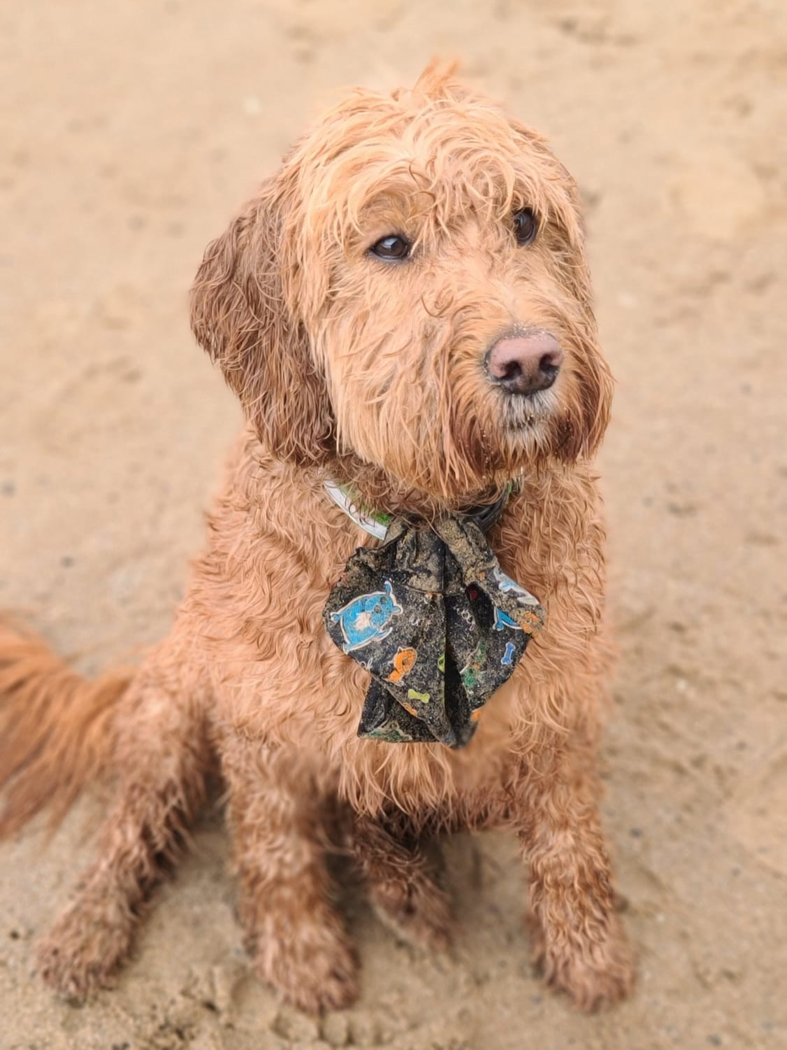 The tide’s rolled in, the sauna’s glowing, and our salty sea dogs have taken over… 🌊🏴☠️
Guardians of the shoreline. Chasers of waves. Professional towel thieves. Our sauna shifts wouldn't be the same without them. 🐶🔥
Happy Pet Day 🐾
#HappyPetDay #SaltySeaDogs #BeachSauna #beachsauna #CoastalCrew