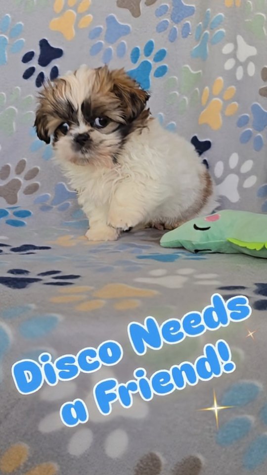 Who wants to play? I've got some wiggle room on Disco 🩵 Call or text & I'll explain 706-296-5239
🐾 Charting 8-9 pounds full grown
🐾 Veterinarian Health Examined
🐾 Crate trained to "hold it"
🐾 "Healthy, Happy & Home-raised"
💙🩵💙 www.southerncharmshihtzus.com 💙🩵💙
#southerncharmshihtzus #shihtzuplaytime #redshihtzupuppy #redshihtzu❤ #shihtzuboy💙