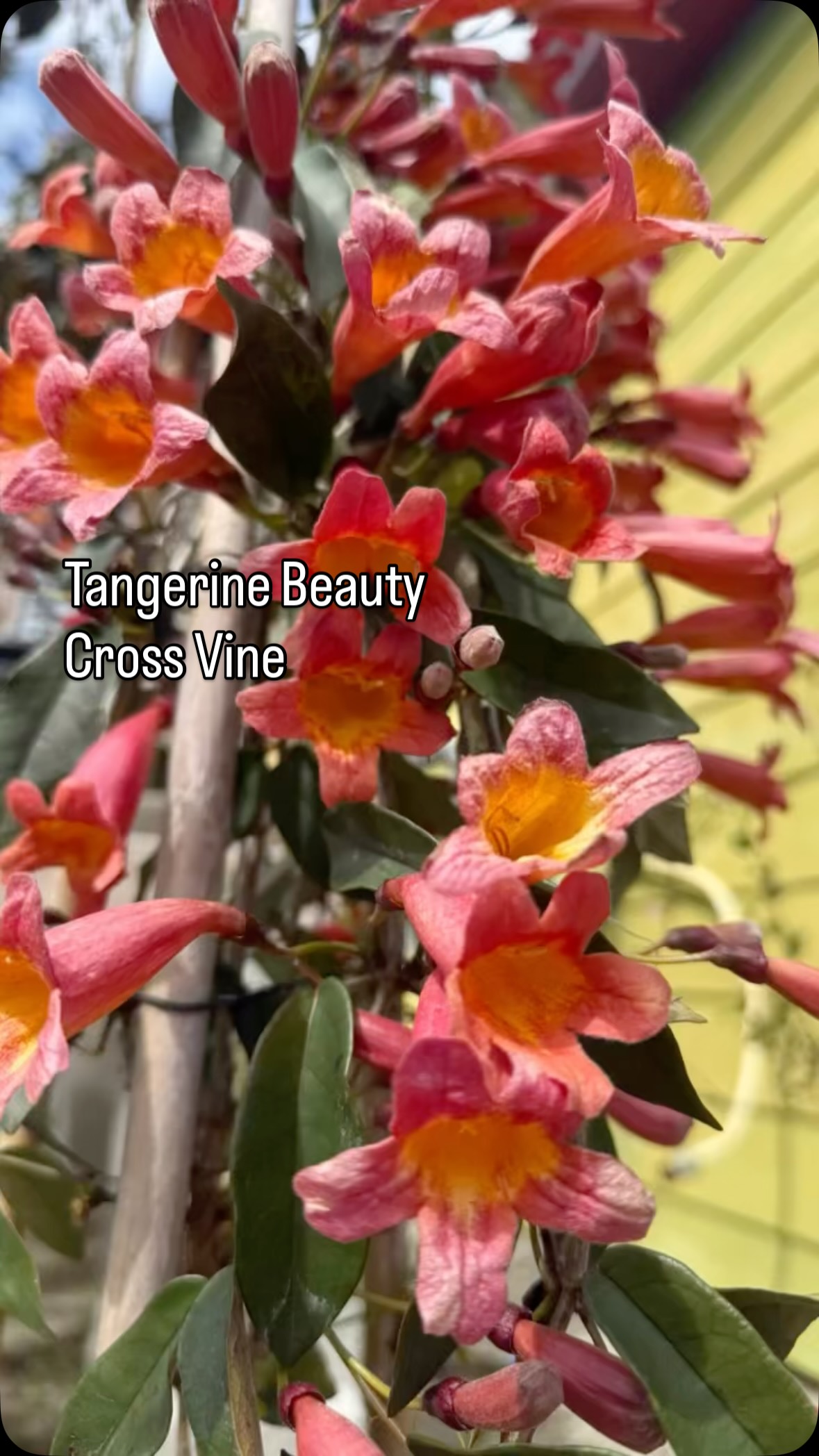 Meet the showstopper of the season:
Tangerine Beauty Cross Vine 🧡🌿
This fast-growing climber bursts with vibrant orange trumpet blooms that hummingbirds can’t resist! Perfect for trellises, fences, or arbors, it brings bold color and Southern charm to any landscape.
🌱 Hardiness Zones: 5–9
☀️ Loves: Full sun to partial shade
💧 Bonus: Drought-tolerant once established & low maintenance!
Ready to add a pop of color that practically grows itself? Come grab yours before they climb away! 😉
#CrossVine #TangerineBeauty #Zone9Gardening #FloweringVines #GardenInspiration