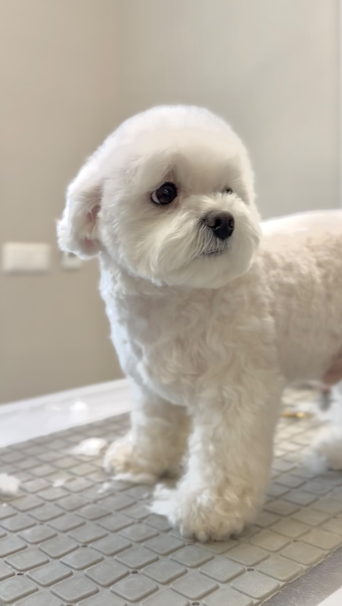 Samstag — Zeit für Pflege und feine Verwandlungen.
Sanfte Bewegungen, Liebe zum Detail und Komfort das macht ein wirklich schönes Ergebnis aus.
Lassen Sie perfekte Pflege zur Gewohnheit werden.
Termine sind geöffnet.
———
📍 Unsere Standorte in Berlin:
• Leibnizstraße 40, 10629
• Blissestraße 68, 10713
• Kantstraße 16, 10623
• Auguste-Viktoria-Str. 70, 14193
📞 +49 155 60454777
🌐 Online über unsere Website
Willkommen bei
VSV Tieren Spa