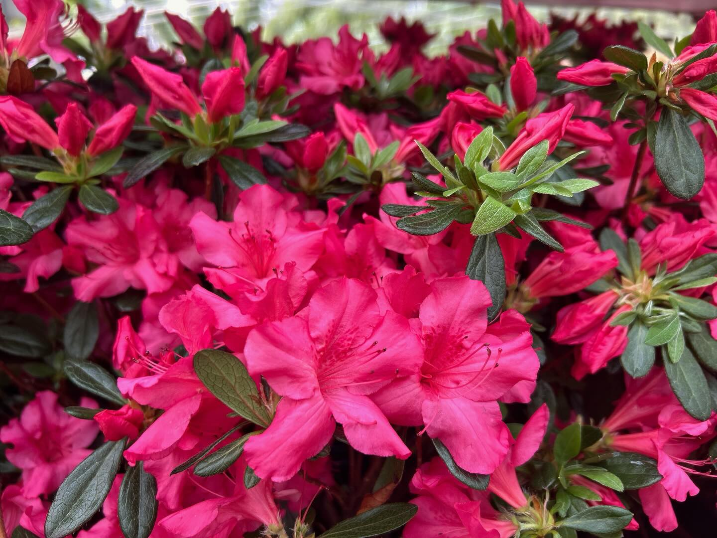 Masters Inspired ⛳️ Backyard Ready
With decades of expertise and award winning quality, our Azaleas deserve their own green jacket!