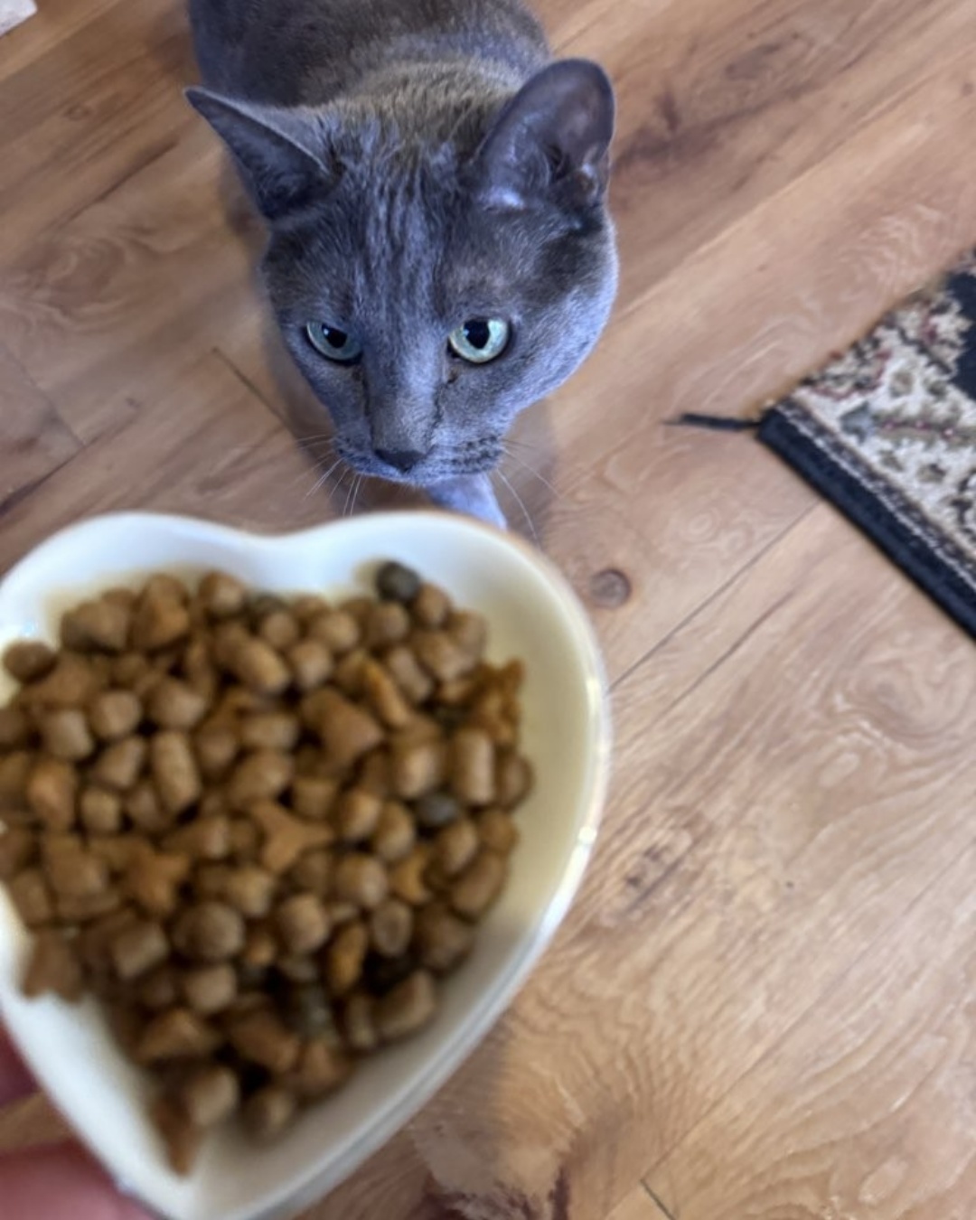 A bowl full of love... for her kibble! ๐๐พ
#Woofhoofmew #conifercolorado #morrisoncolorado #evergreencolorado #conifercolorado #kibbles #catsofinstgram #catslove