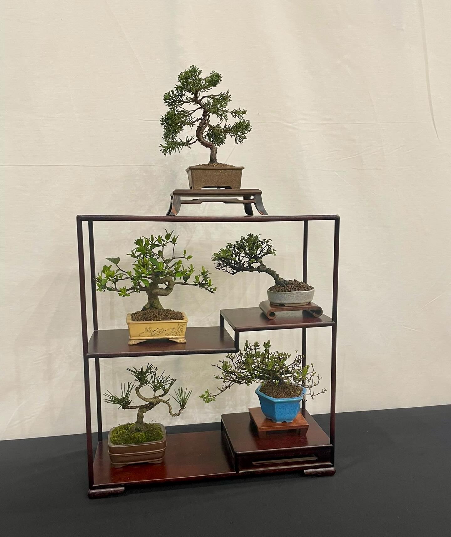 Mame Bonsai Display at Bonsai Expo. Well done to @jonsaibonsai for a great display.
If you are interested in joining a friendly helpful Bonsai club then please get in touch. Our next meeting is tomorrow. Based in Sutton Coldfield. Your first club night is free. @southstaffsbonsai #bonsai #mamebonsai #garden #littletrees