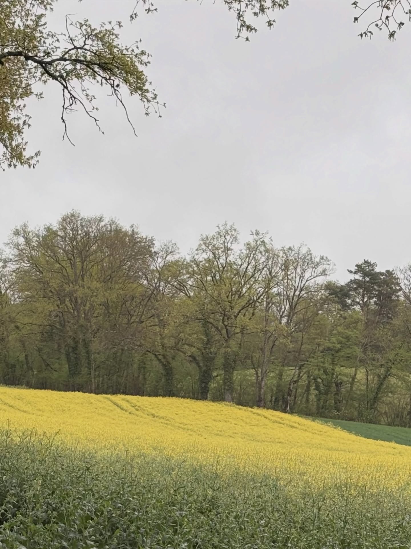 When clouds gather
the world becomes quieter
even light feels softer.
#softnorth #quietliving #seekcalm #gentleinspiration