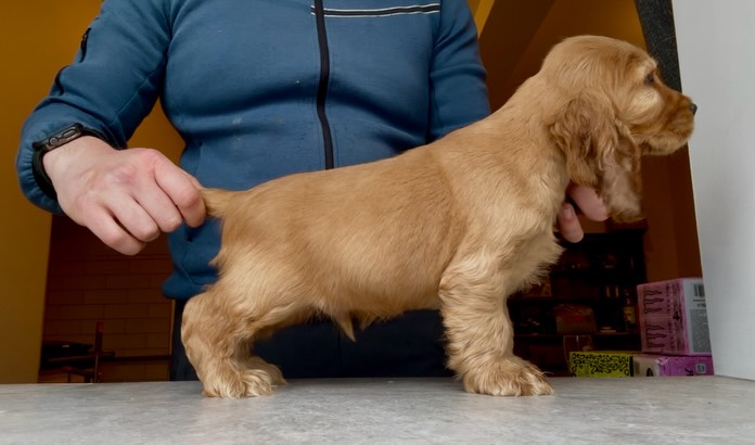 ✨ Capalique Thaddeus Laurent ✨ is an 8 week old boy (not available)