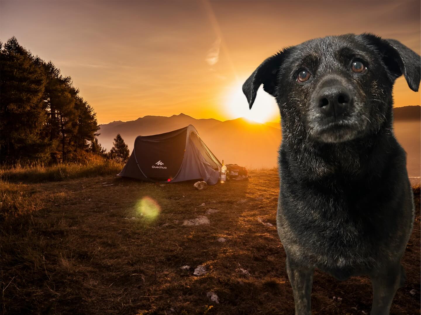 His eyes 🥰🥰🥰 #dogsforlife🐶❤️🐾 #homegroomer #dowhatmakesyouhappy❤️ #kneehillcounty