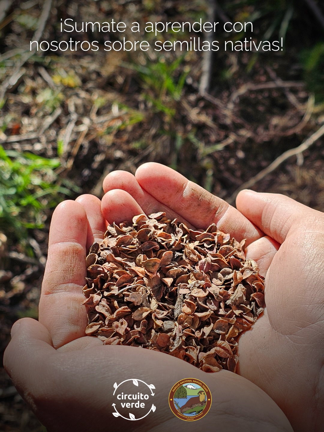 Tardes Restaurativas en la Usina de Nativas especial taller de semillas 🌱
Este Viernes 17/04 de 16 a 19hs nos encontramos en La Usina de Nativas, el vivero del Parque Nacional Nahuel Huapi, para una nueva jornada de voluntariado abierta a toda la comunidad y sin inscripción previa.
A partir de las 17hs vamos a compartir con Mario Pastorino, Ing. Forestal, Dr en Cs Forestales e Investigador del INTA y de CONICET, y charlaremos sobre semillas nativas, su recolección y limpieza.
Como siempre, vamos a seguir con tareas en el vivero.
👧 infancias siempre en compañia de adultos responsables
Las actividades son al aire libre, recordá traer abrigo por las dudas y lo que quieras para compartir.
🕒 Viernes 17/4, de 16 a 19h. Horario flexible – podés venir el tiempo que quieras.
📍 Usina de Nativas del PNNH – Escuela Militar de Montaña, ver mapa.
📱 Consultas: Nati +54 9 223 635-7526 o por mensaje directo en @circuito_verde
💚 Te esperamos para seguir restaurando en comunidad.