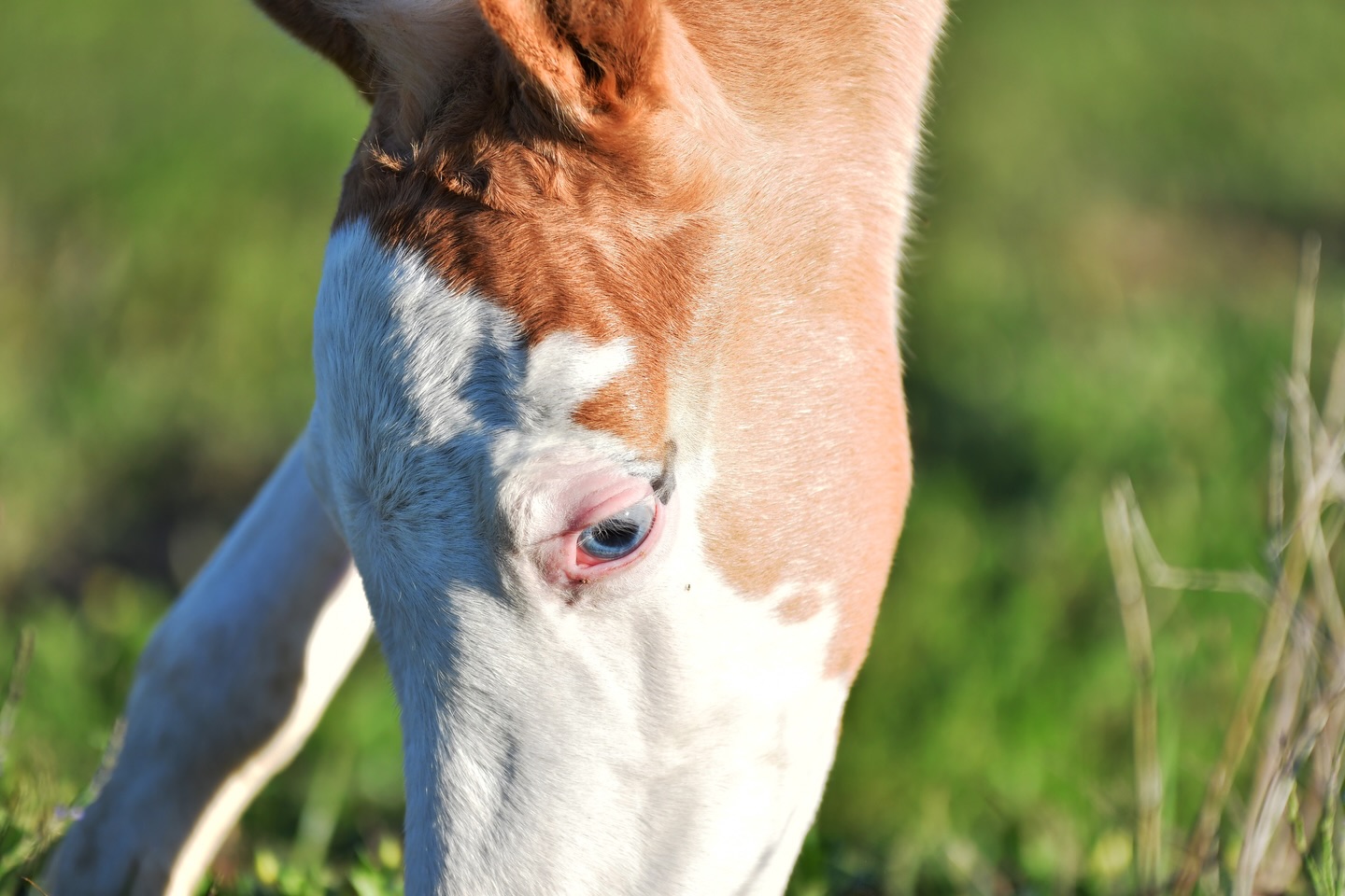 ๐ Who doesnโt love spring and baby unicorns ๐
Americas Gunslinger x RememberTheLyricks
#horse #horses #horsesofinsta #horsesofinstagram #reining