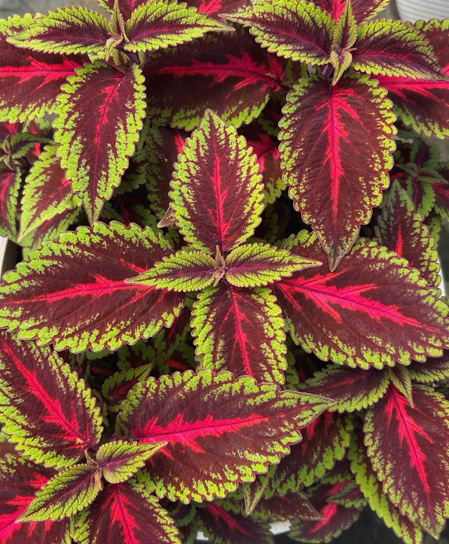 Coleus 🤝 Your patio
Vibrant, colorful foliage that’s low maintenance. Perfect on its own, or a stunning addition to combination planter!