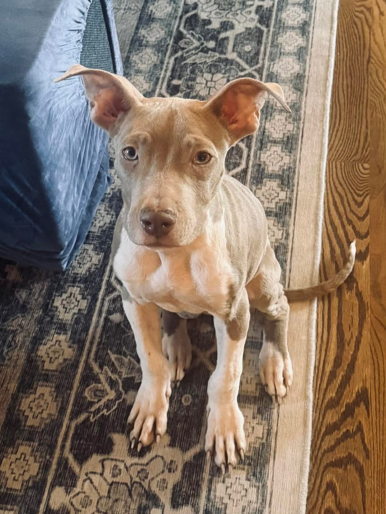Meet Dice! 🎲
Brother to Bones, he was also found wondering downtown Kansas City, just a block away from his sibling. While a little heavier than his brother, Dice only weighs 18 lbs at 6 months old.
He is enjoying play time with his new foster family and soaking up all that there is to life as a loved pup. 🥹
We’re so glad to have Dice and Bones in our care and eagerly await their glow up!!
#rescuedogsofinstagram #pitbullsofkansascity #adoptapit #rescuepups #availableforadoption
