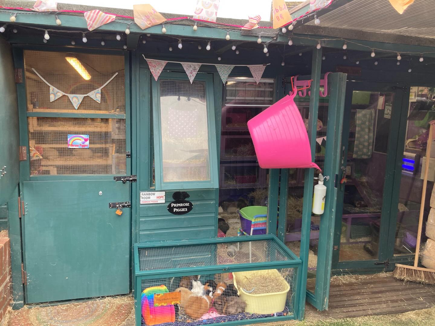 It’s a bit overcast here in Bedfordshire today. Im just going round the setups checking on all the piggies and doing a few jobs. This is Honeysuckle Quarters which is just one of our 4 buildings. It’s also apparently #internationalpetday 🩷 It’s guinea pig day here every day!🩷