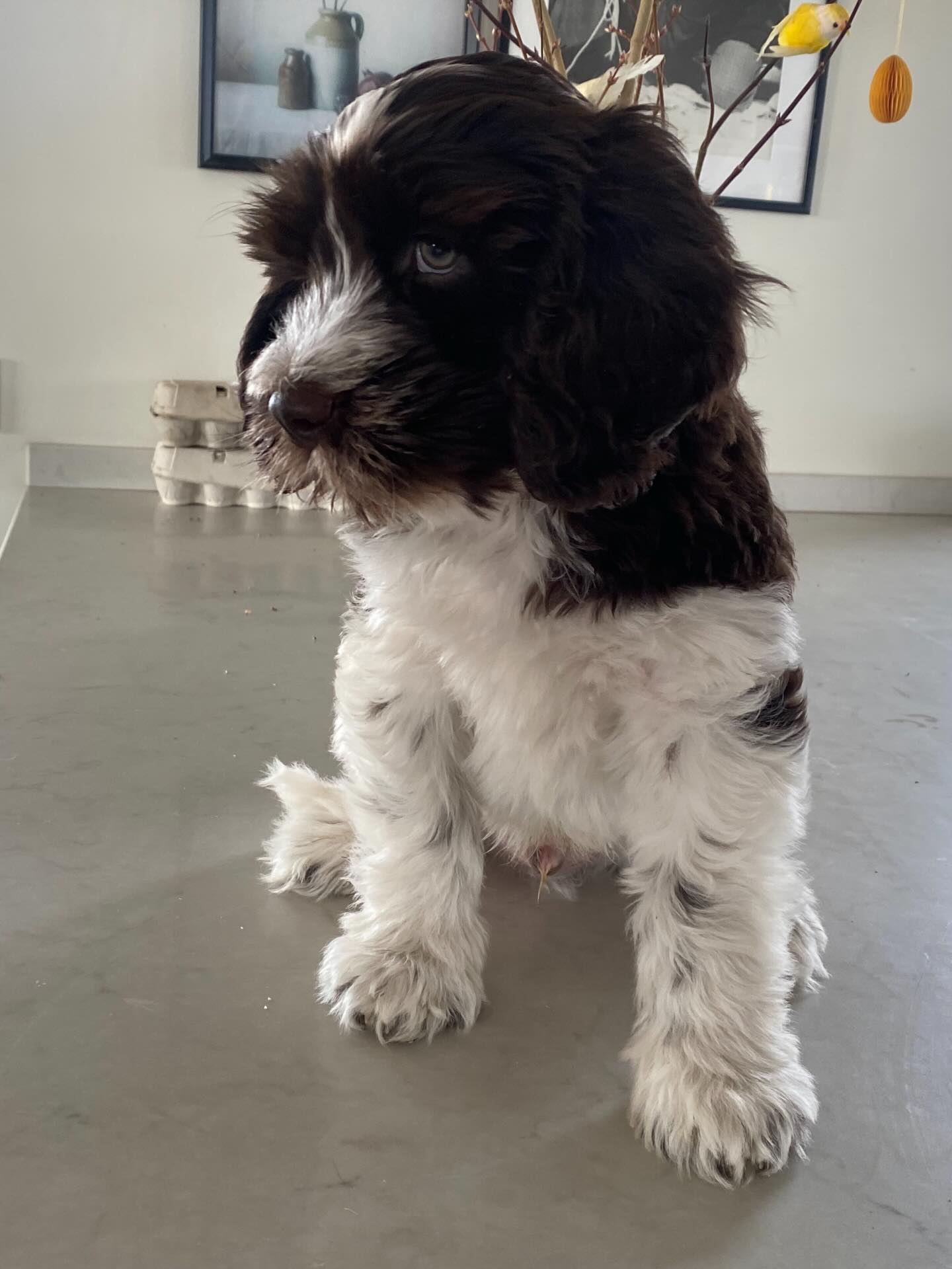 Välkommen hem Poppe💙 som vi längtat sedan julafton då du var den finaste klappen vi kunde få🙏
Du är sötare än socker och har redan fångat våra hjärtan de här dagarna! Du är också busig som få, som en liten bebis du är, så skönt att vi är fem som gärna delar på ansvaret! Fredag växer in i rollen som storebror, men just nu tycker han vi ska nyttja ångerrätten då han ej uppskattar att ha någon som biter i svansen och får massa uppmärksamhet, men tror och hoppas de kommer bli bästa vänner så småningom🫶 Älskar livet med hund🐶🐶 Tack Mia, Andreas & Sebastian för allt ert fantastiska jobb med valparna ⭐️@smedstorpets_labradoodle