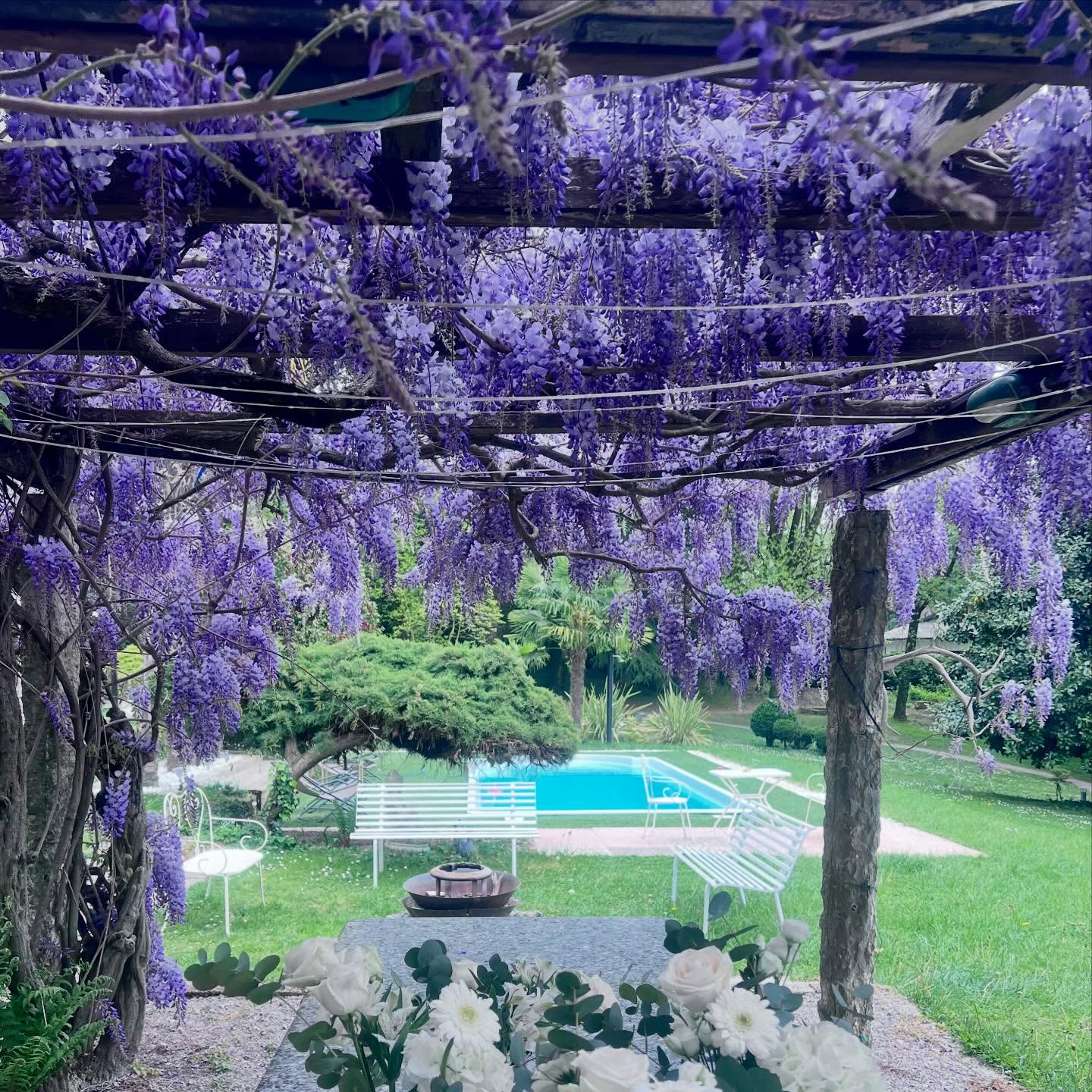 Wisteria season at Villa Sofia.
For just a few days each year, everything changes.
Light softens, scents deepen, and time feels suspended.
A quiet kind of beauty… the kind you never forget.
#LuxuryWeddingVenue #DestinationWeddingItaly #WeddingInItaly #ExclusiveVenue #wisteriabloom