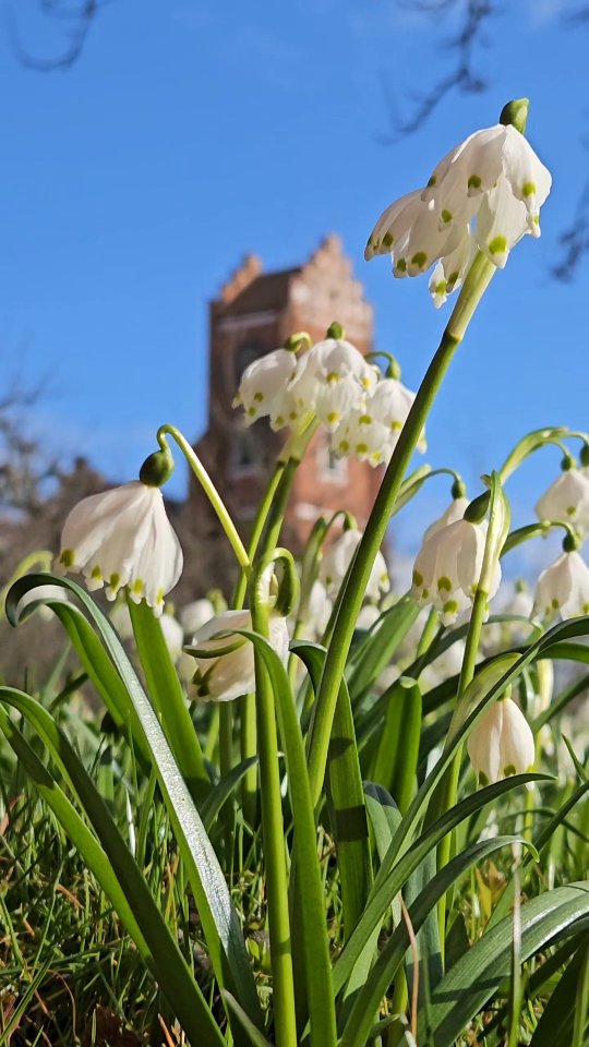 Jag kan bara inte släppa hur vackert det är när klosterliljorna blommar 🤍🌿