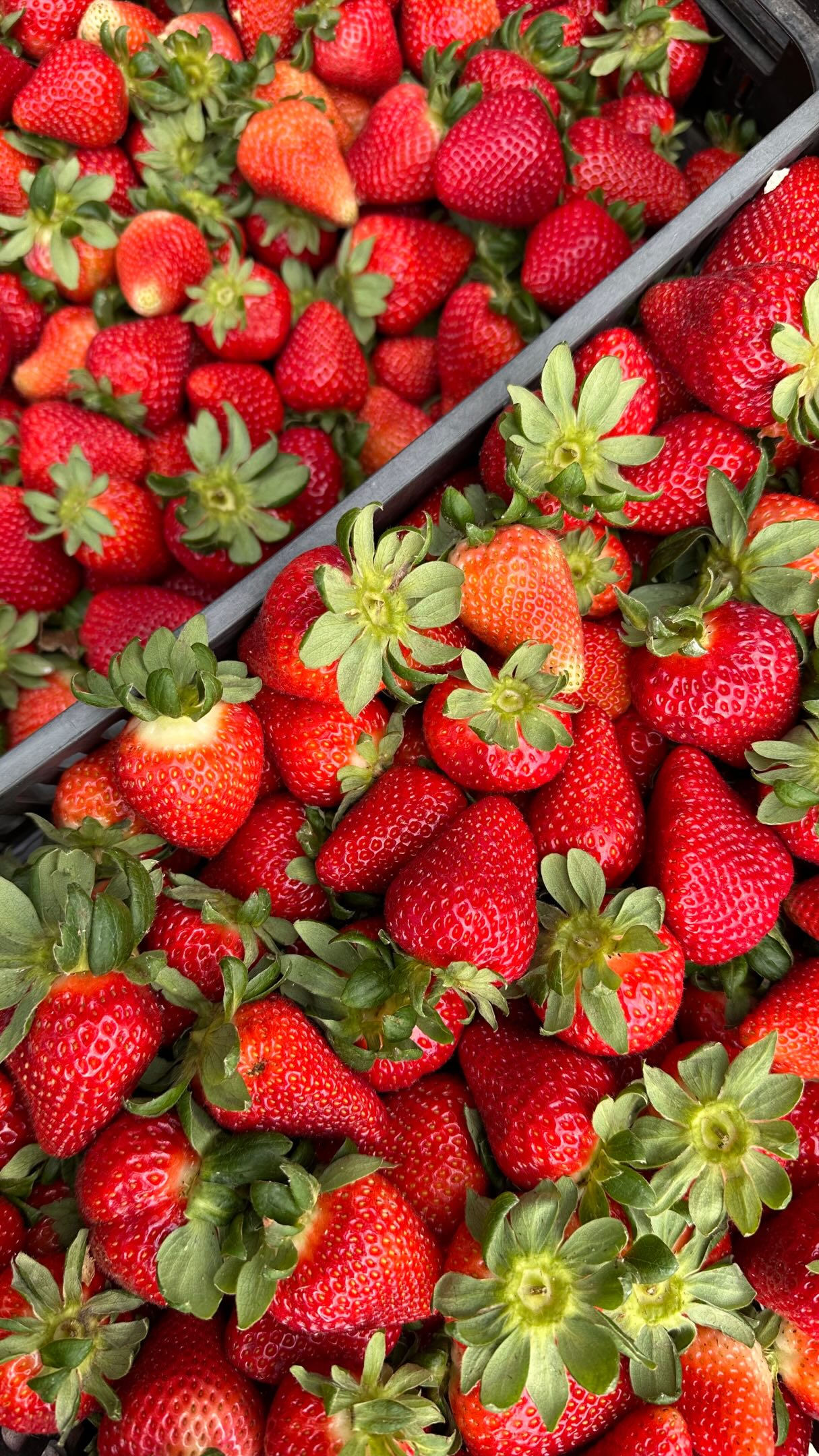 O jogo diário de Tetris para fazer as caixinhas de morangos que chegam a vossa casa 😍
Sabias que as caixas de morangos são embaladas por nós com morangos colhidos no dia?
#morangos #cabazesbio #cabazesfrutaseverduras